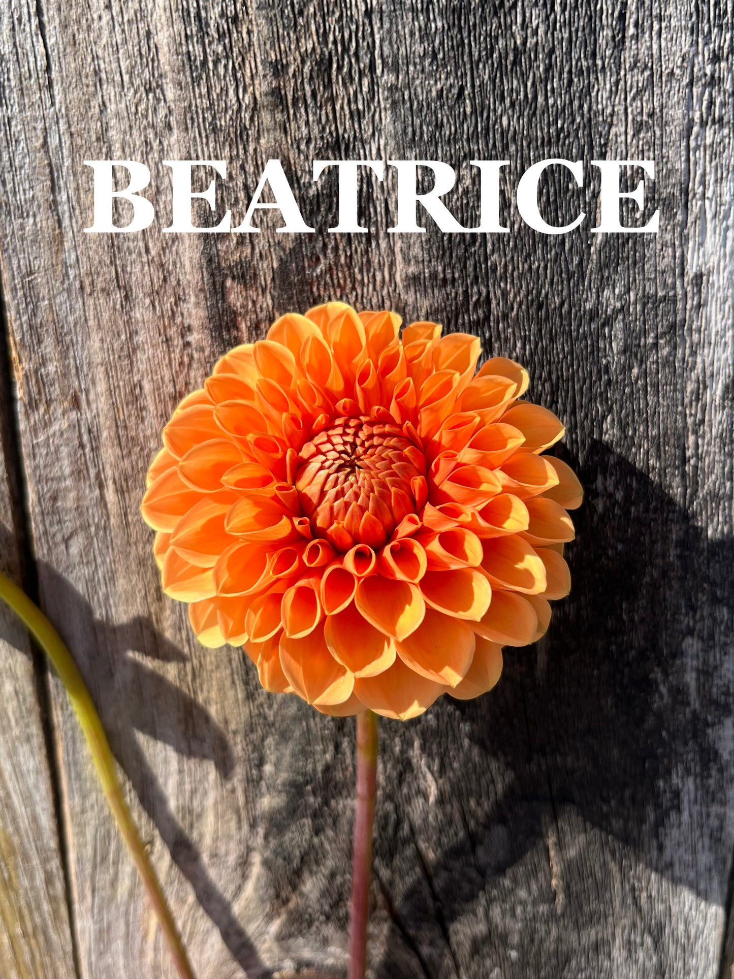 Beatrice