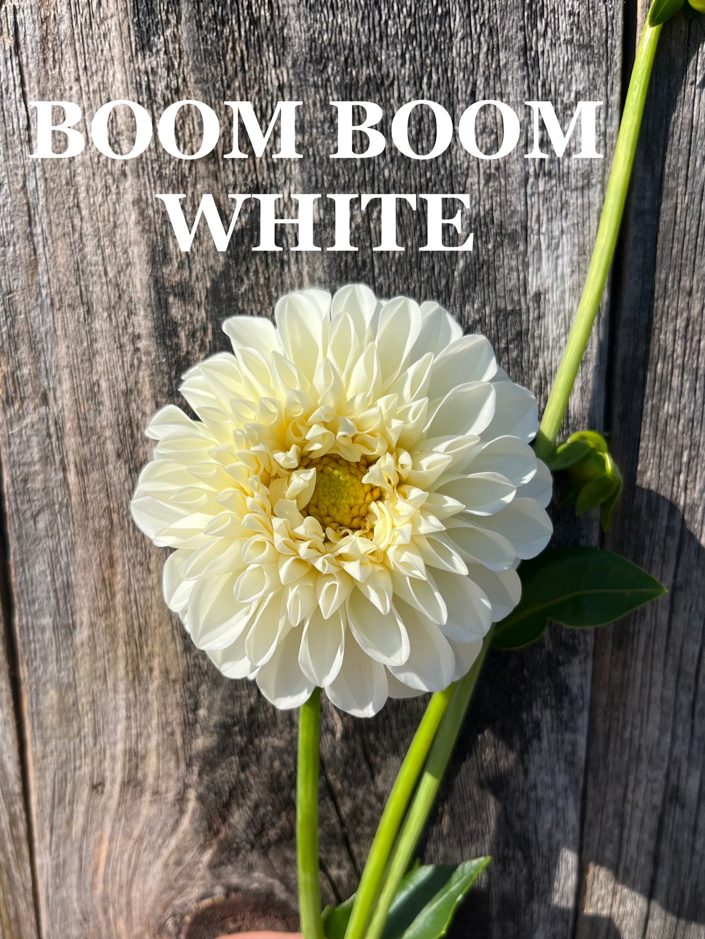 Boom Boom White