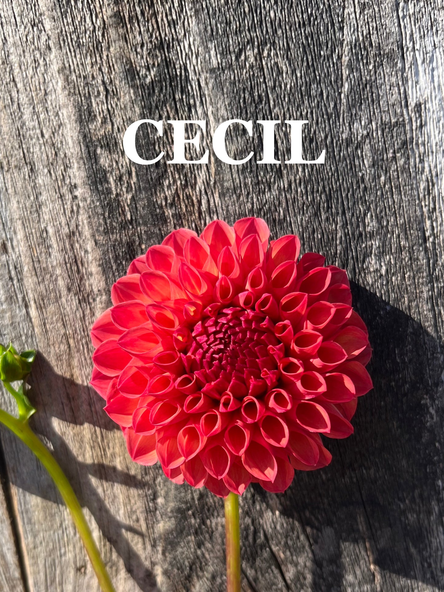 Cecil
