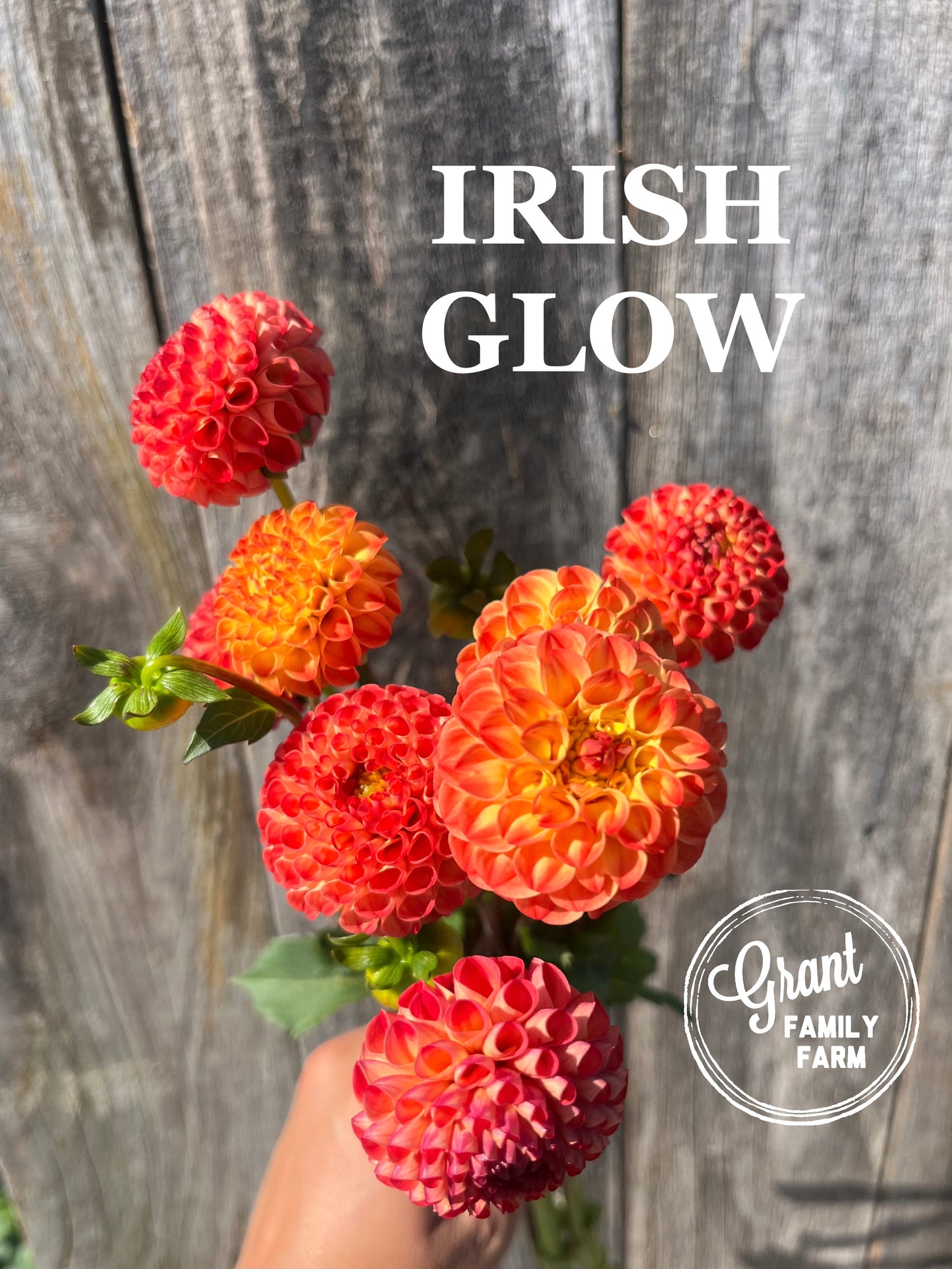 Irish Glow