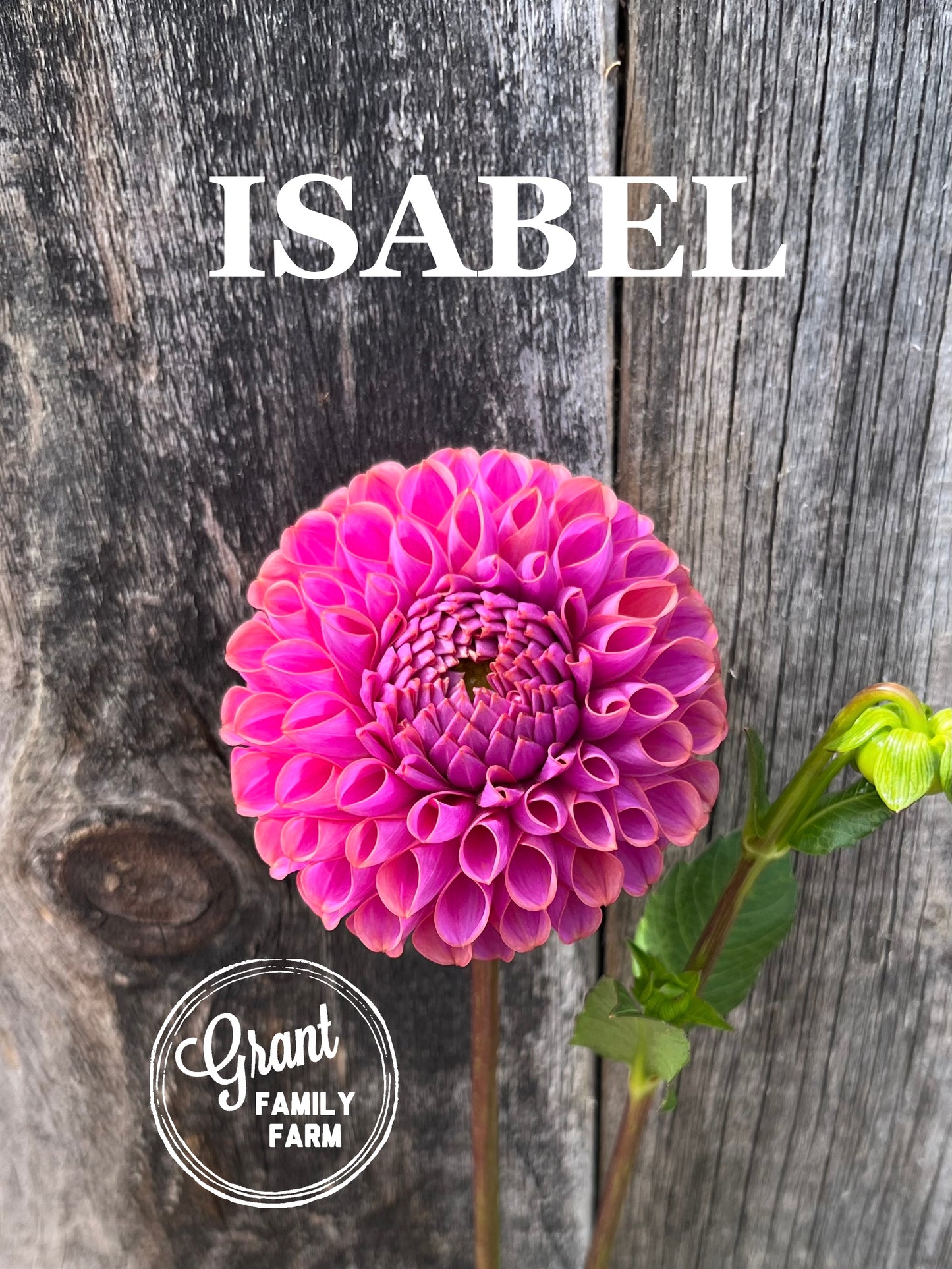 Isabel