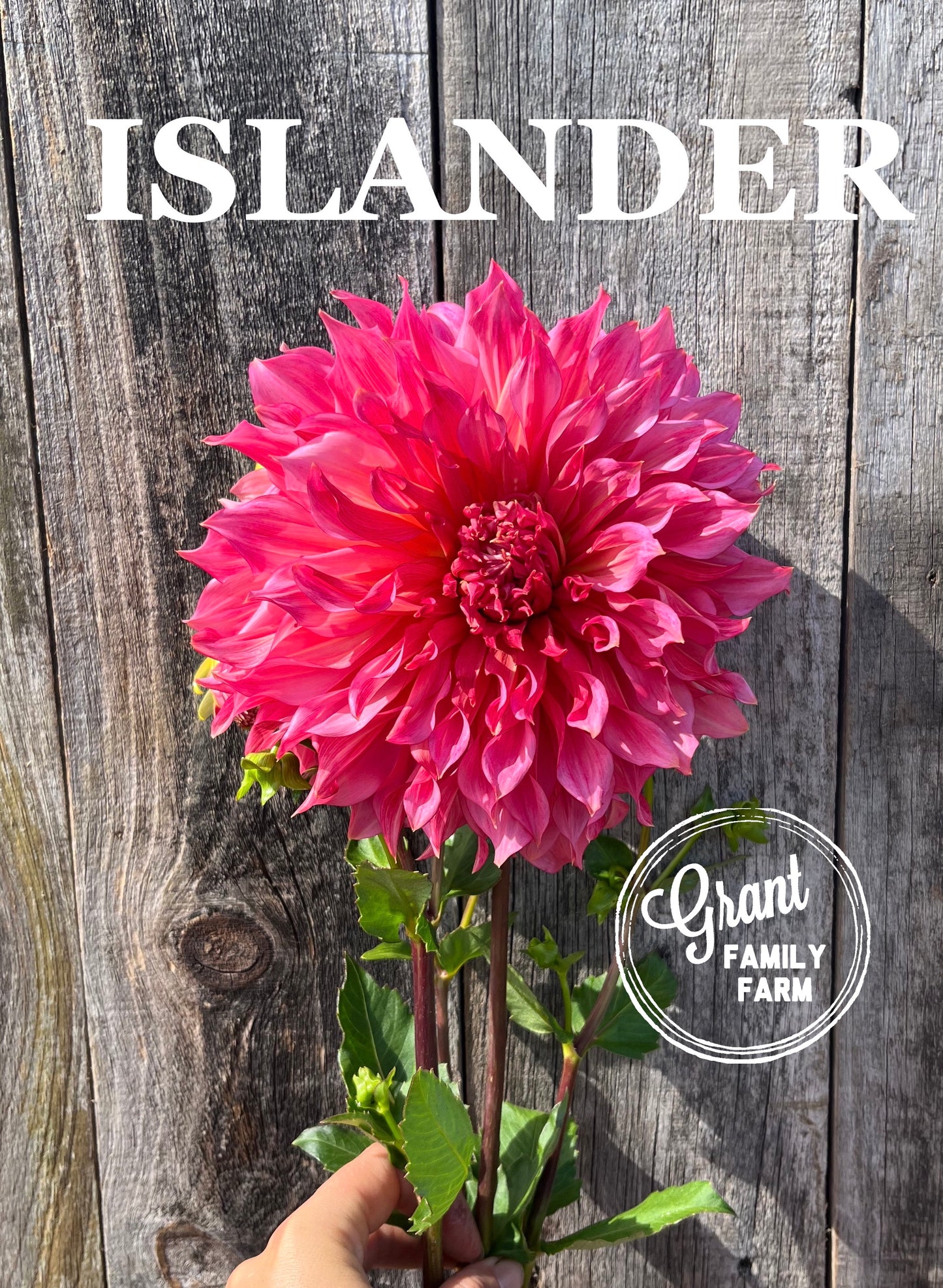 Islander