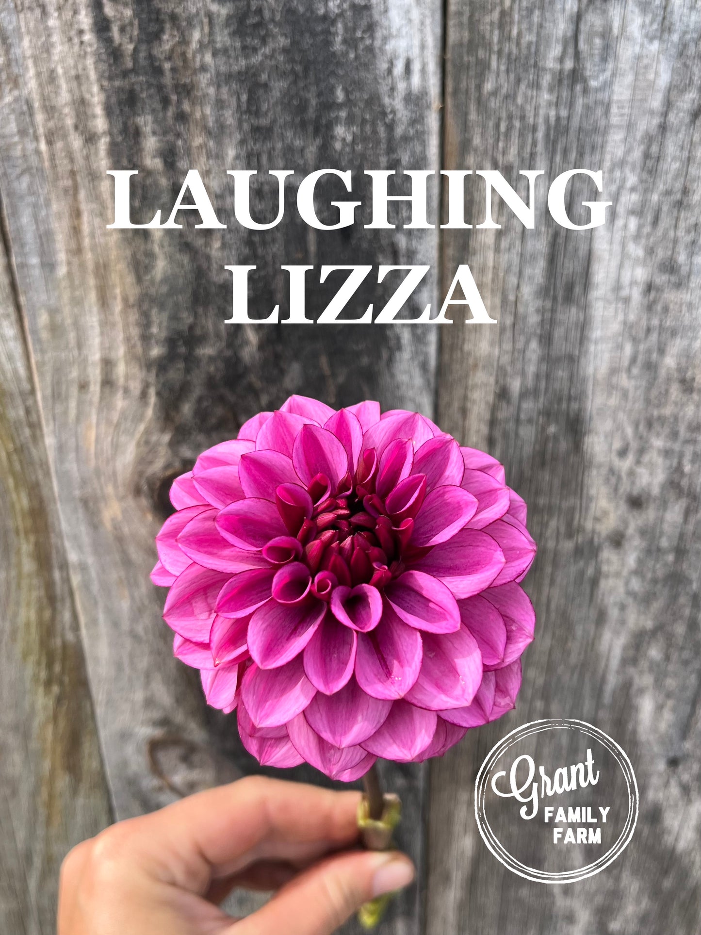 Laughing Lizza
