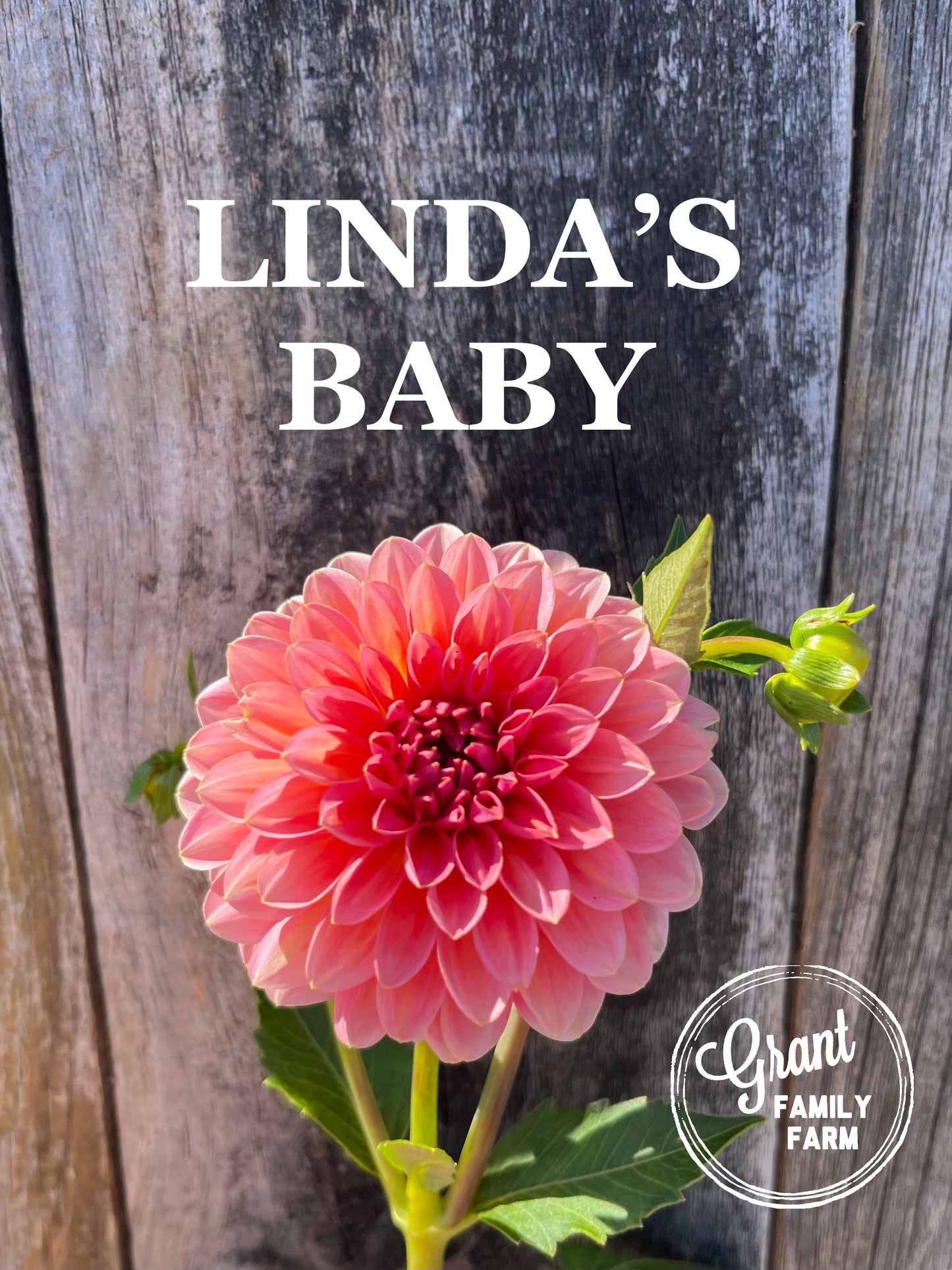 Linda's Baby