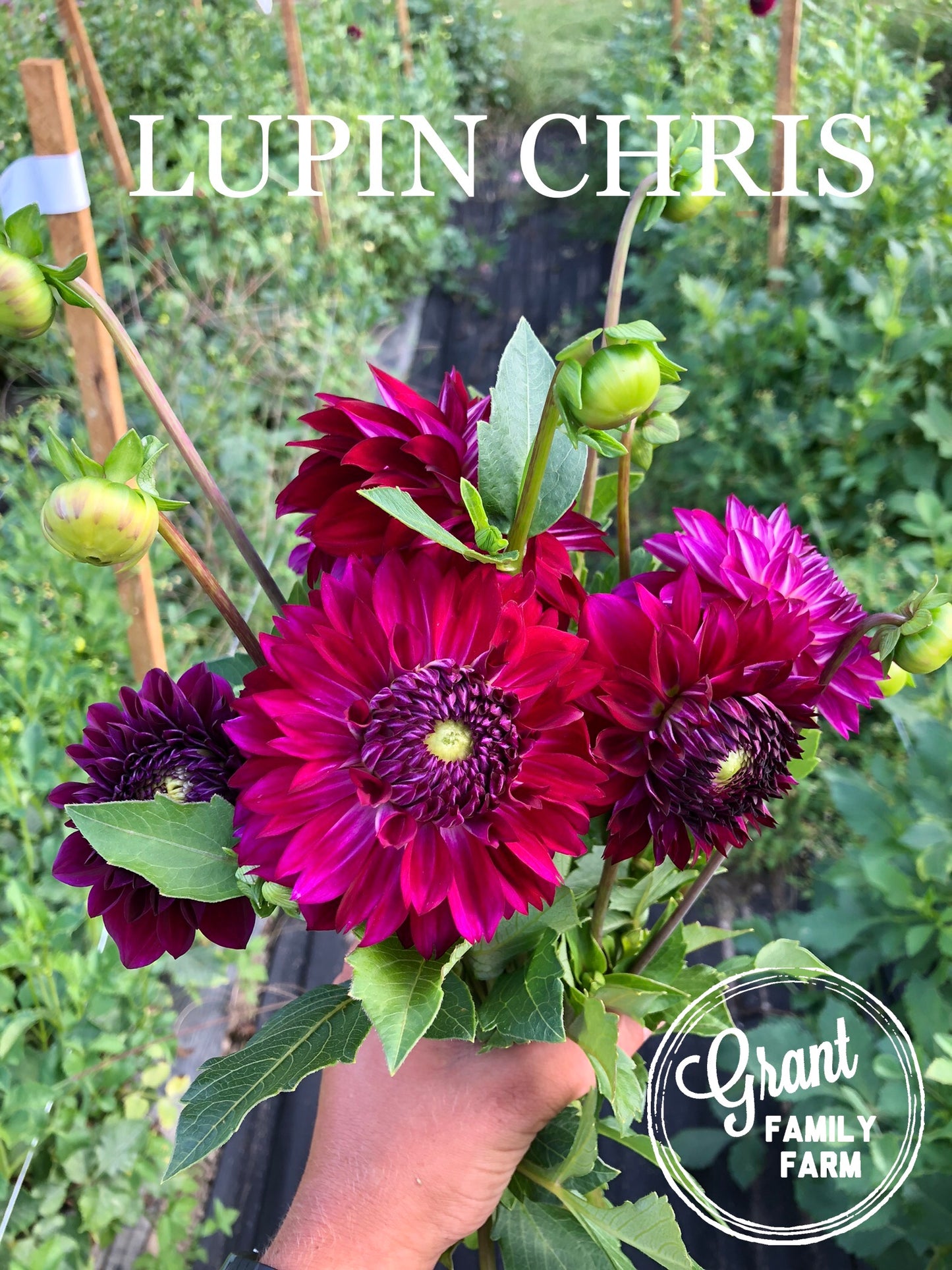 Lupin Chris