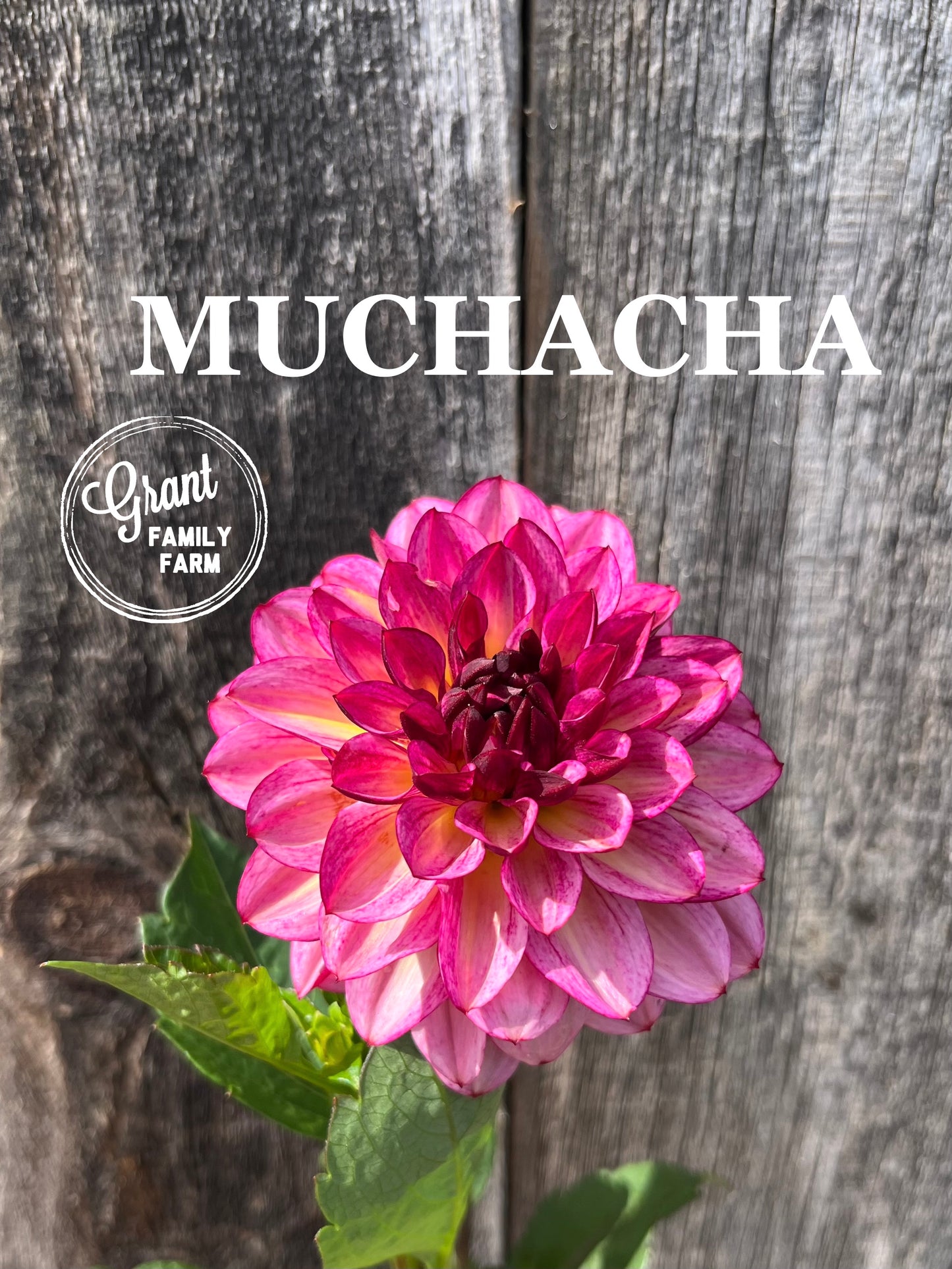 Muchacha