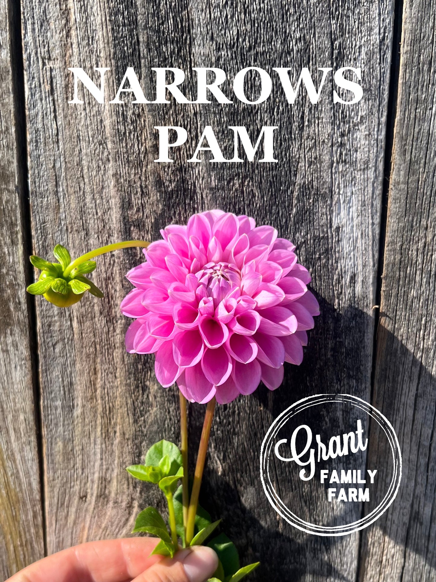Narrows Pam