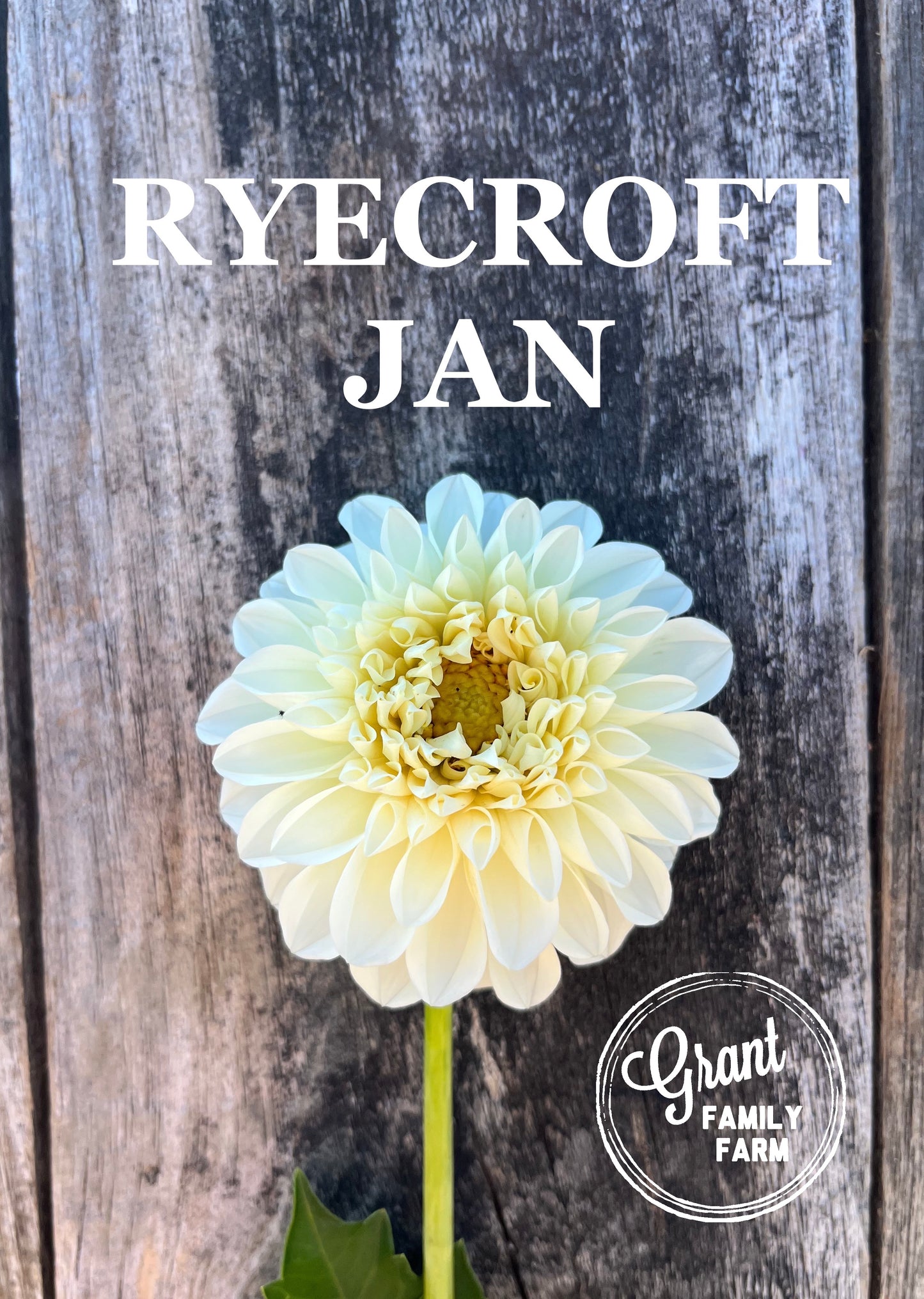 Ryecroft Jan
