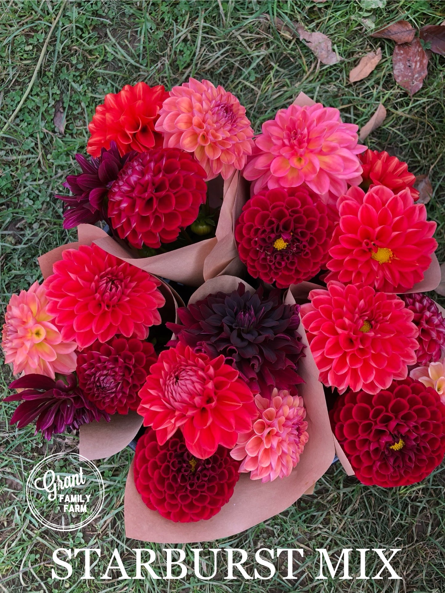 Starburst Mix