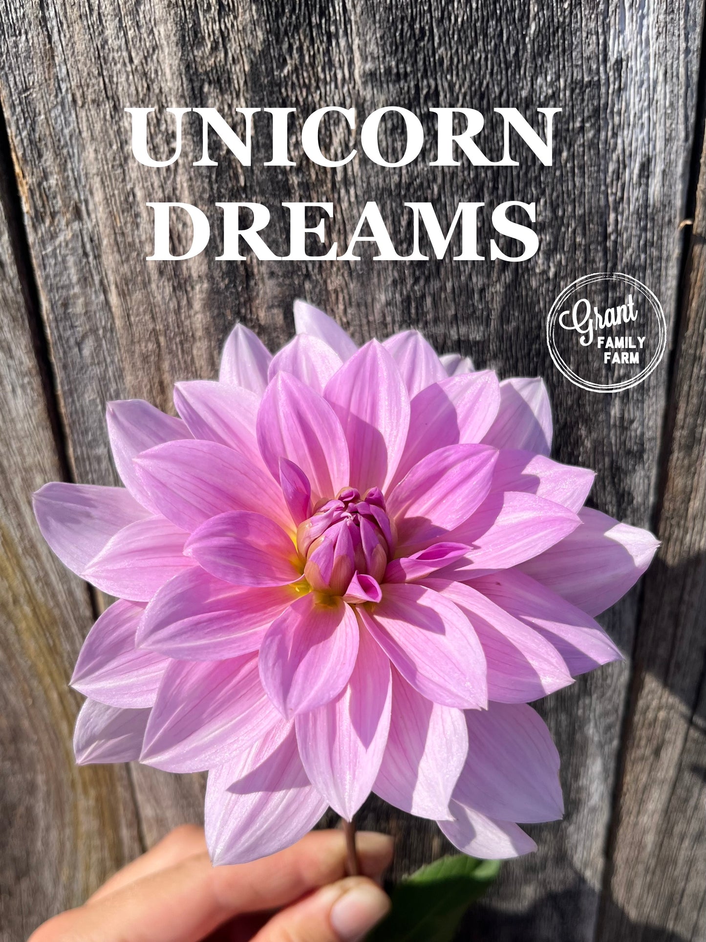 Unicorn Dreams