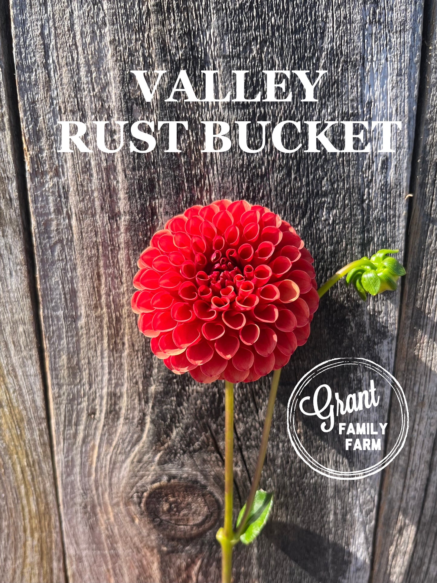 Valley Rust Bucket