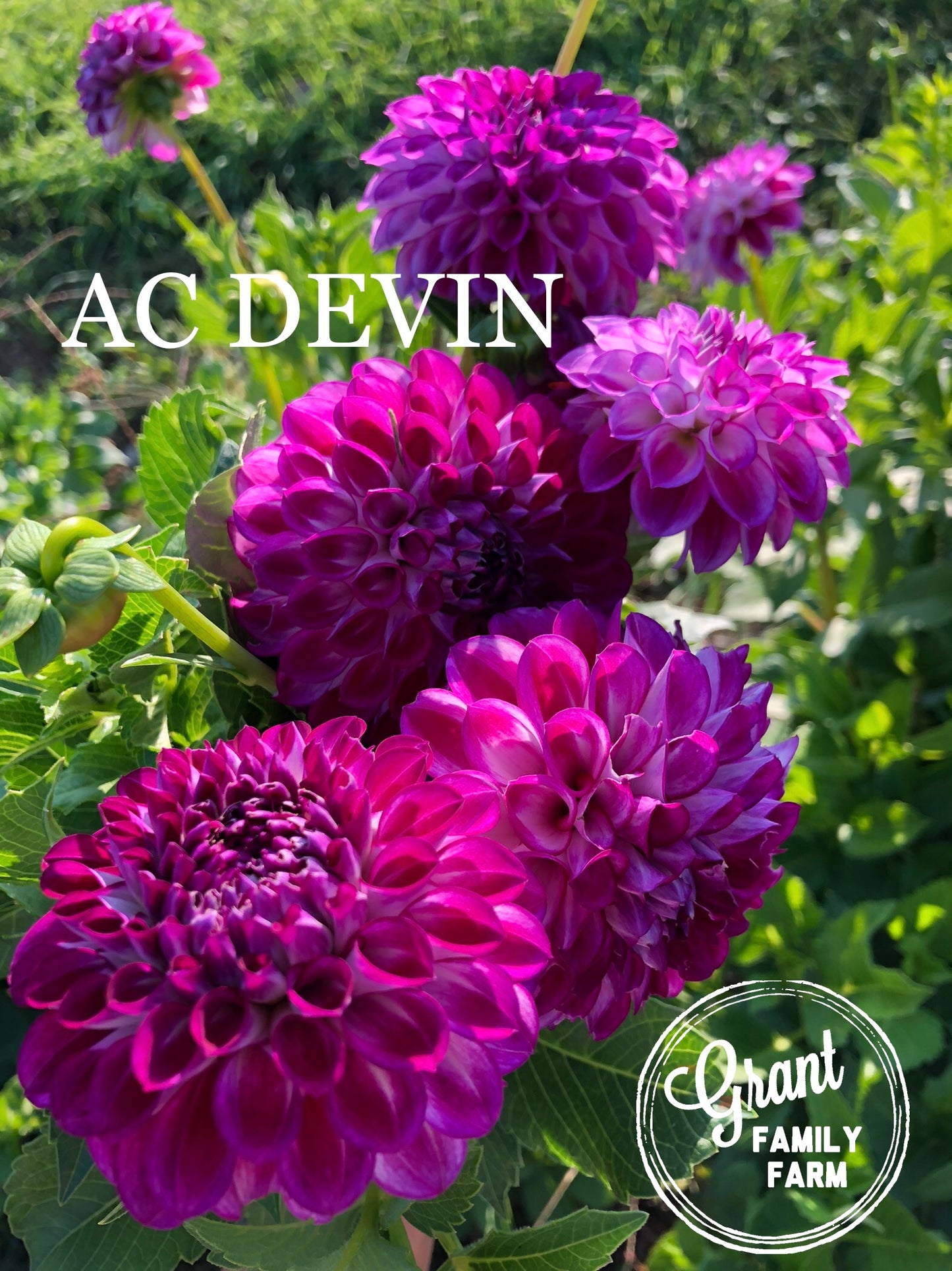 AC Devin