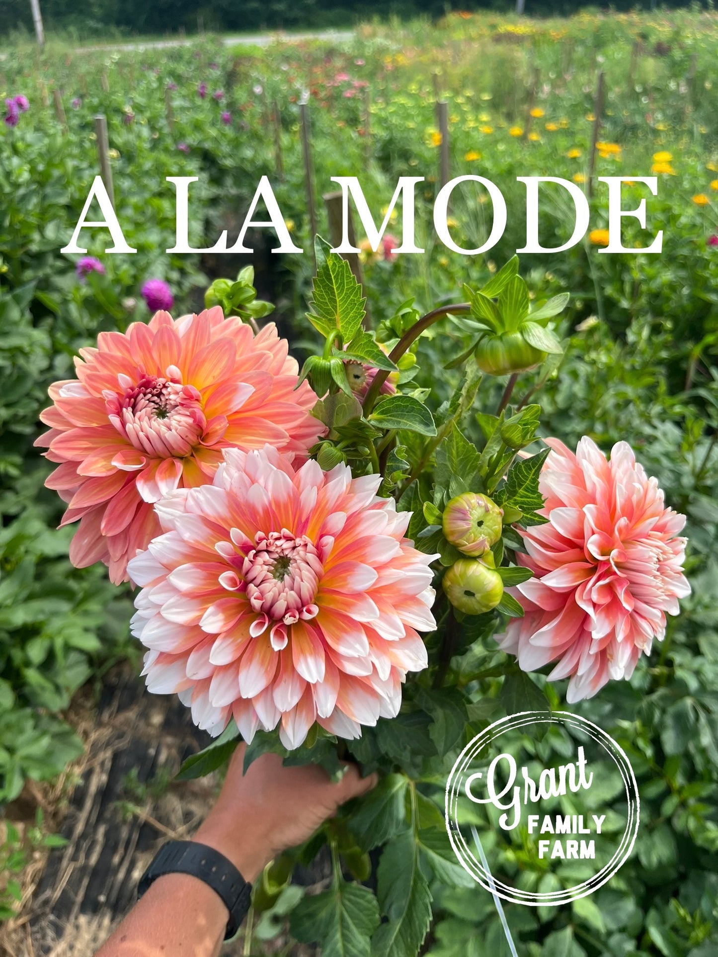 A La Mode