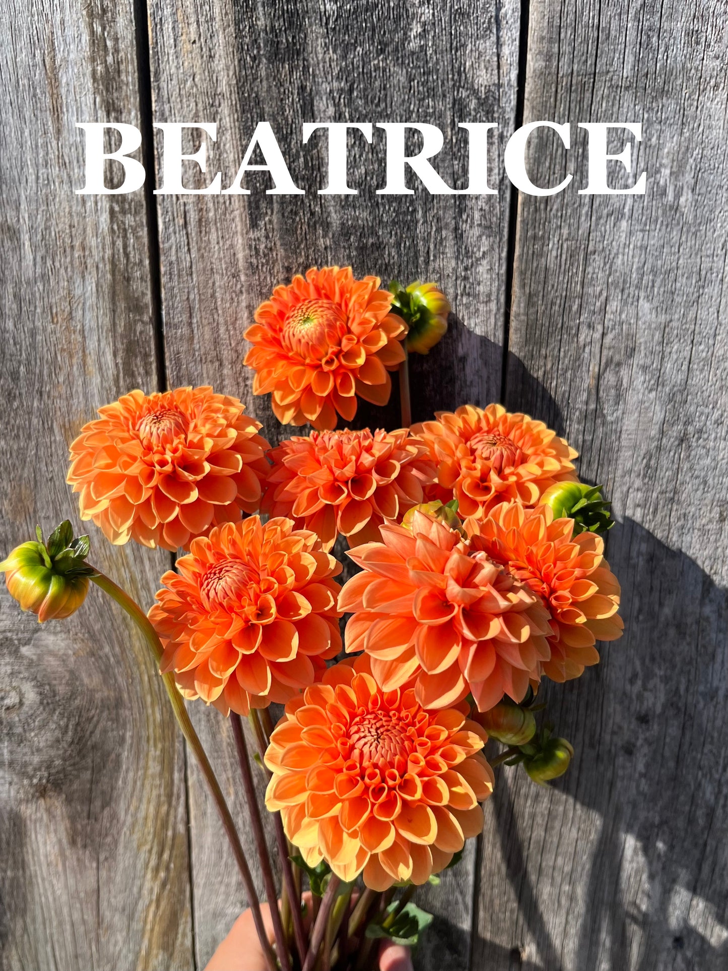 Beatrice