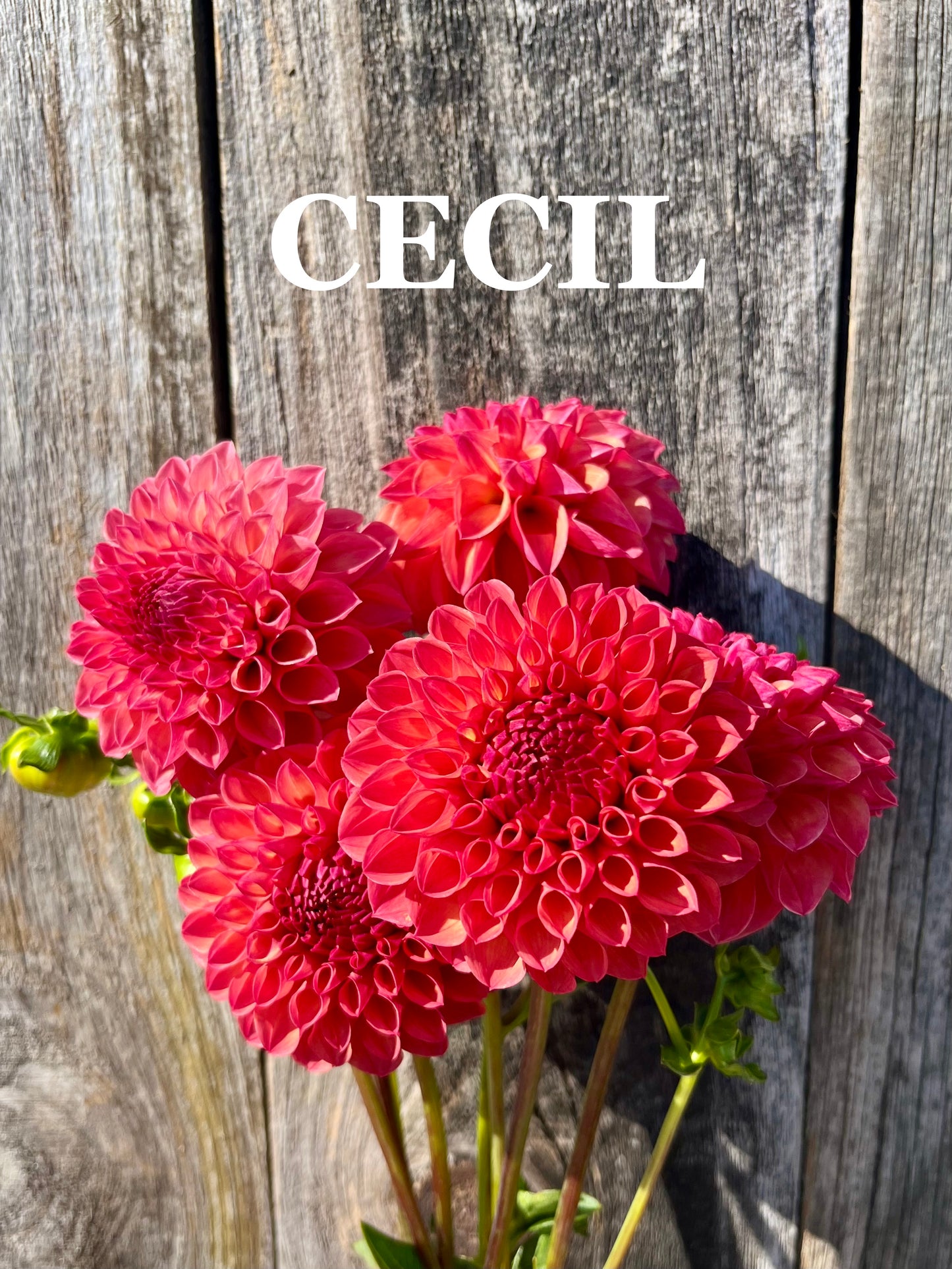 Cecil