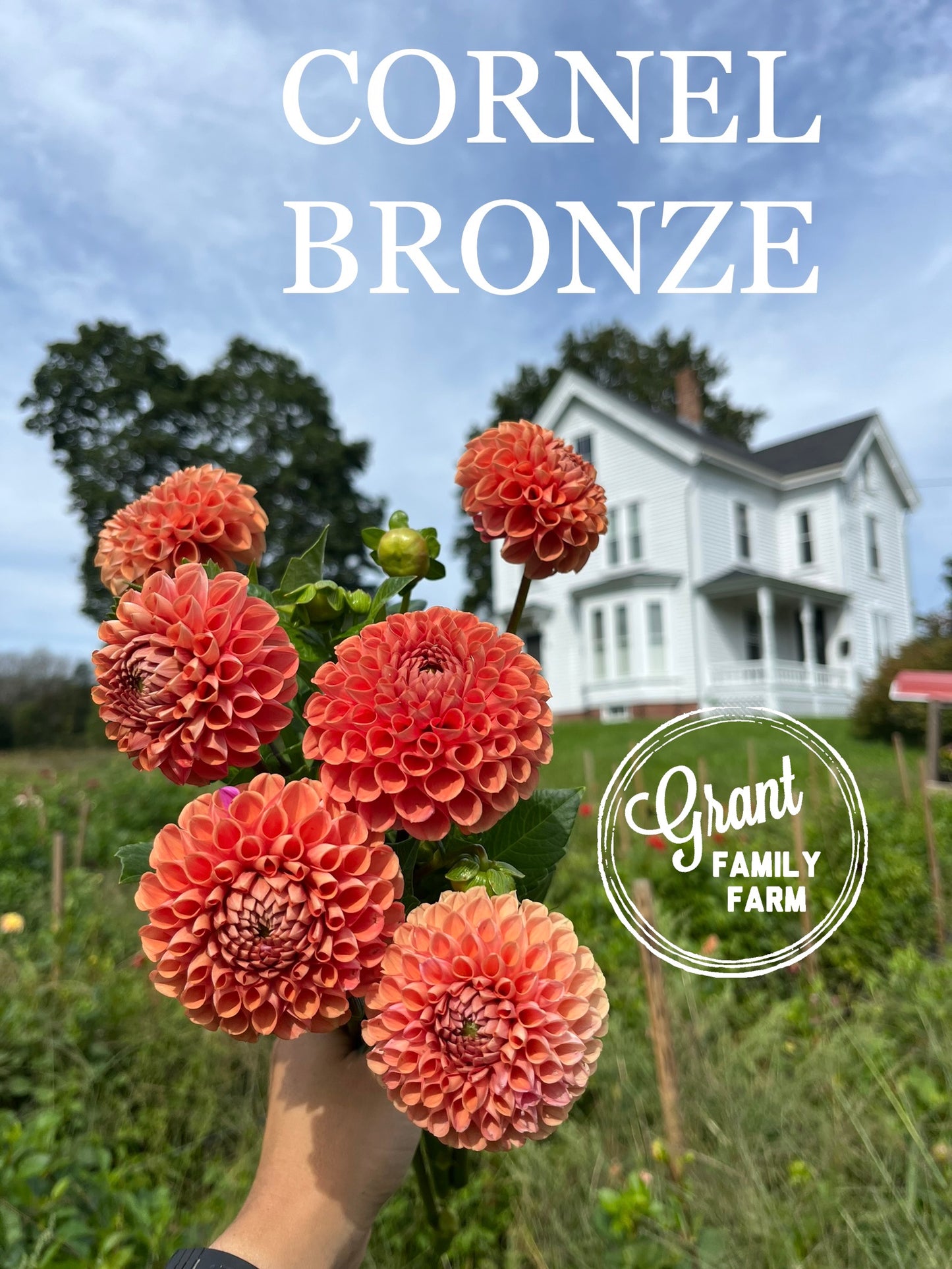 Cornel Bronze