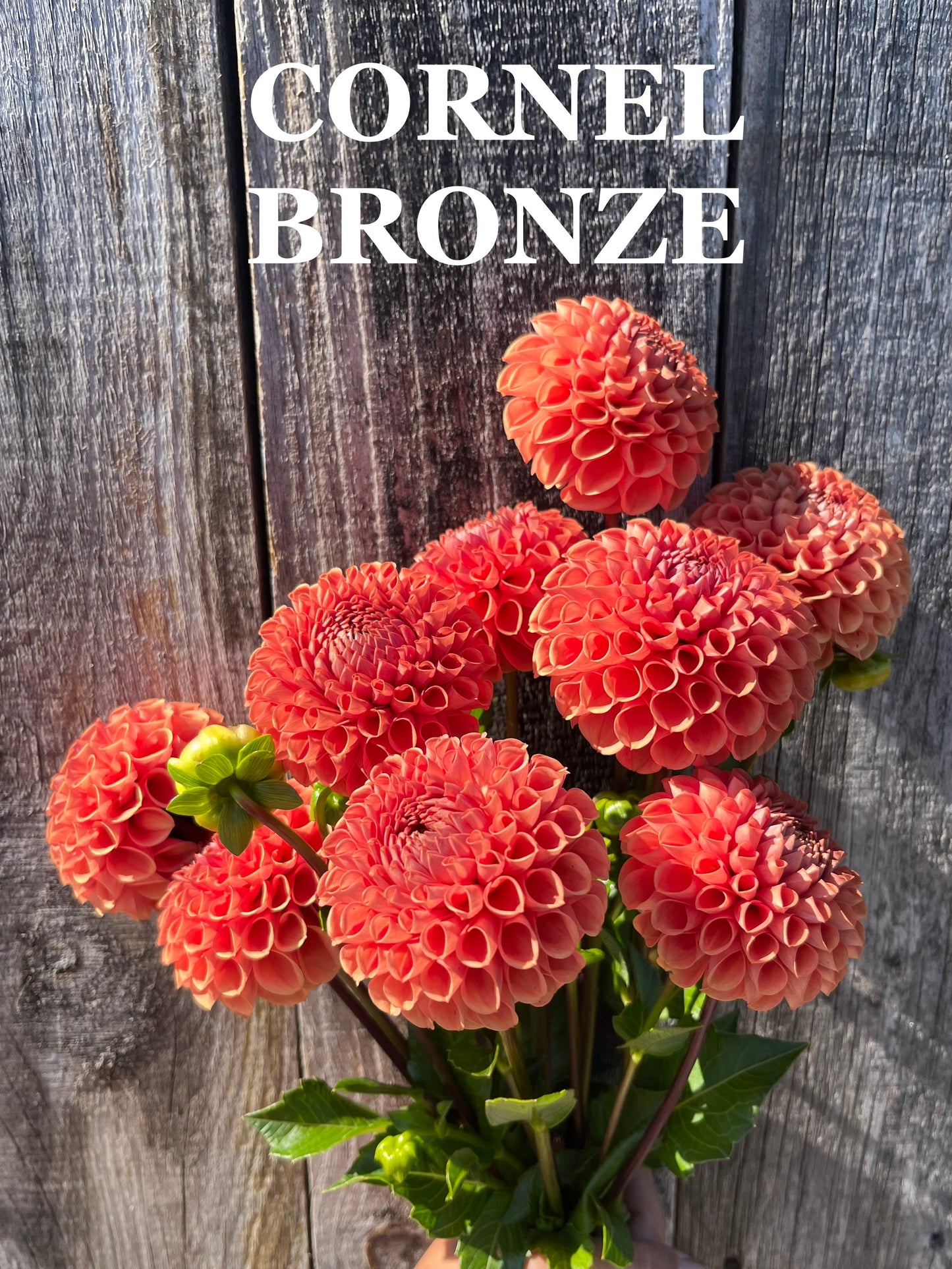 Cornel Bronze
