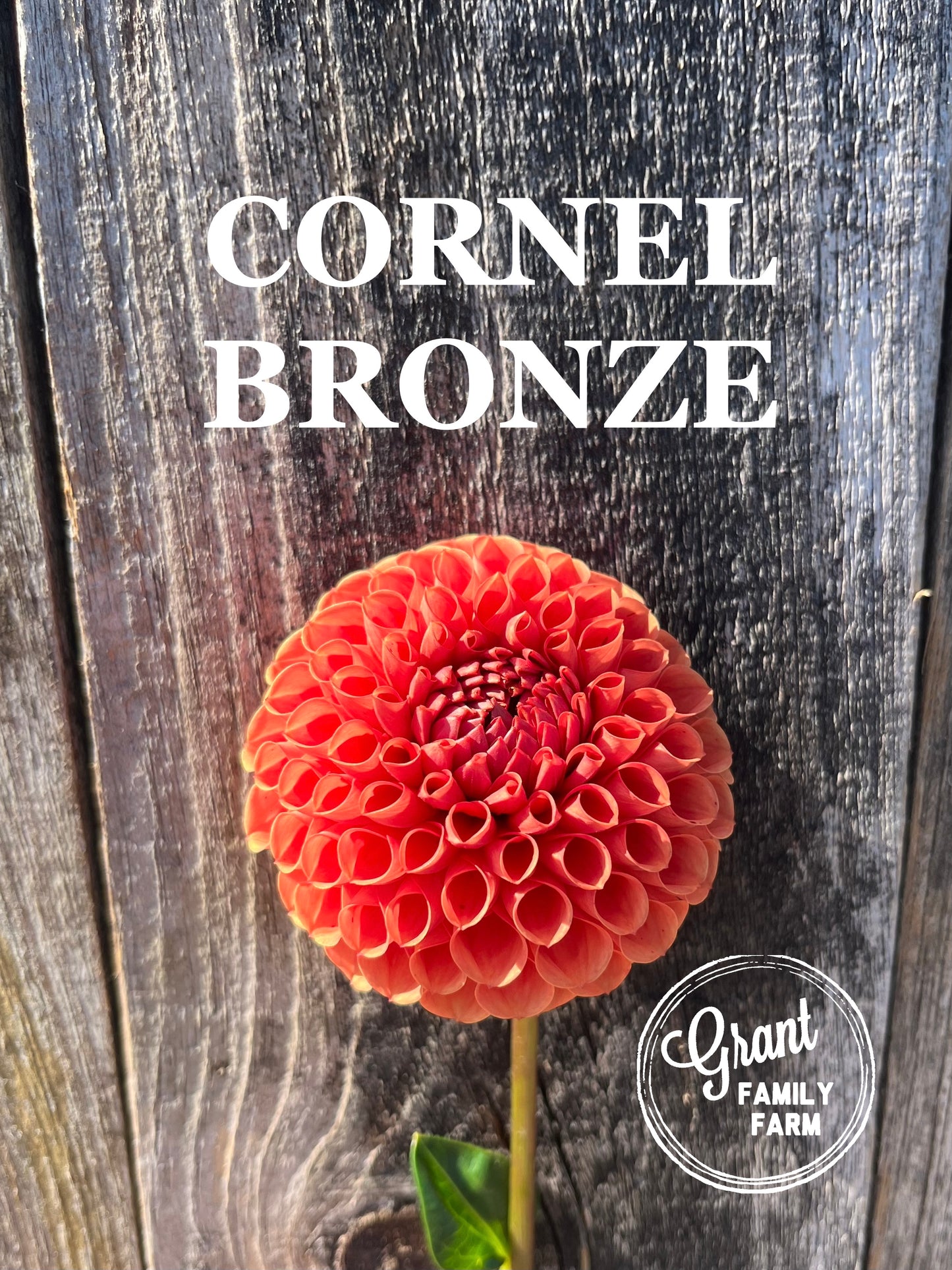 Cornel Bronze