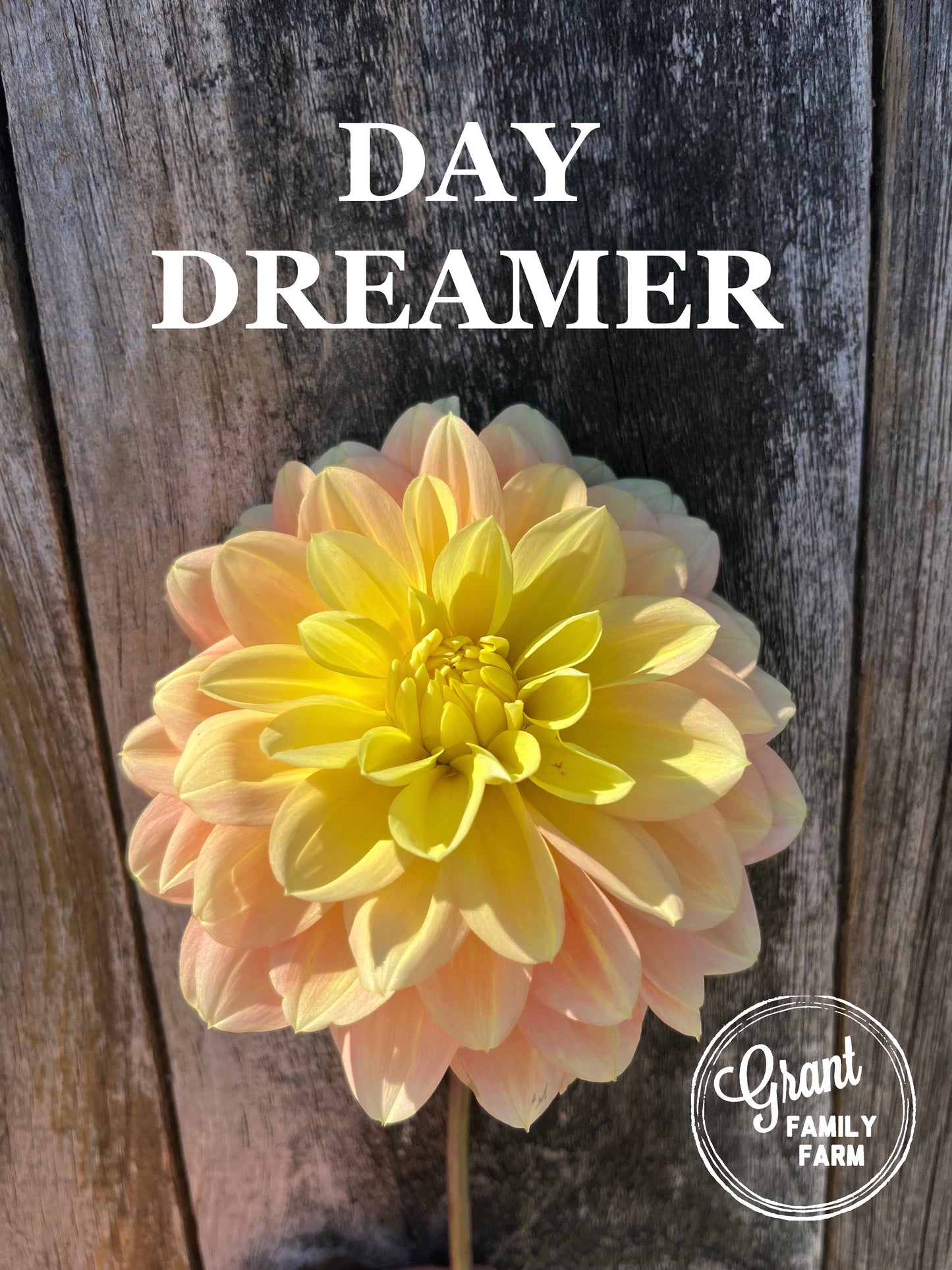 Day Dreamer
