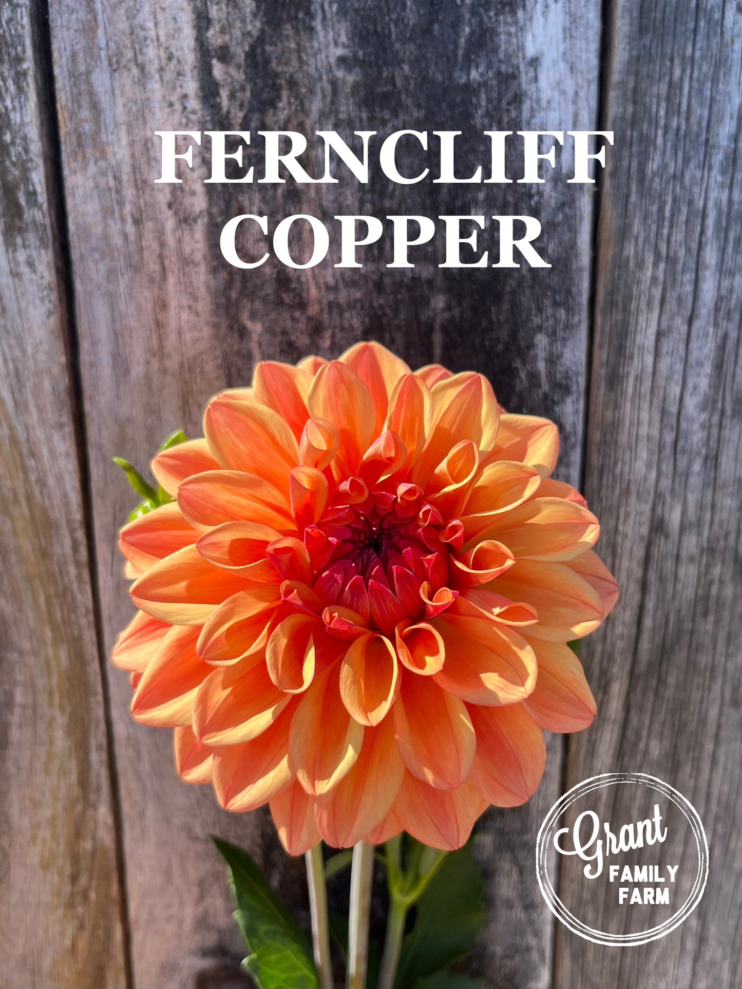 Ferncliff Copper