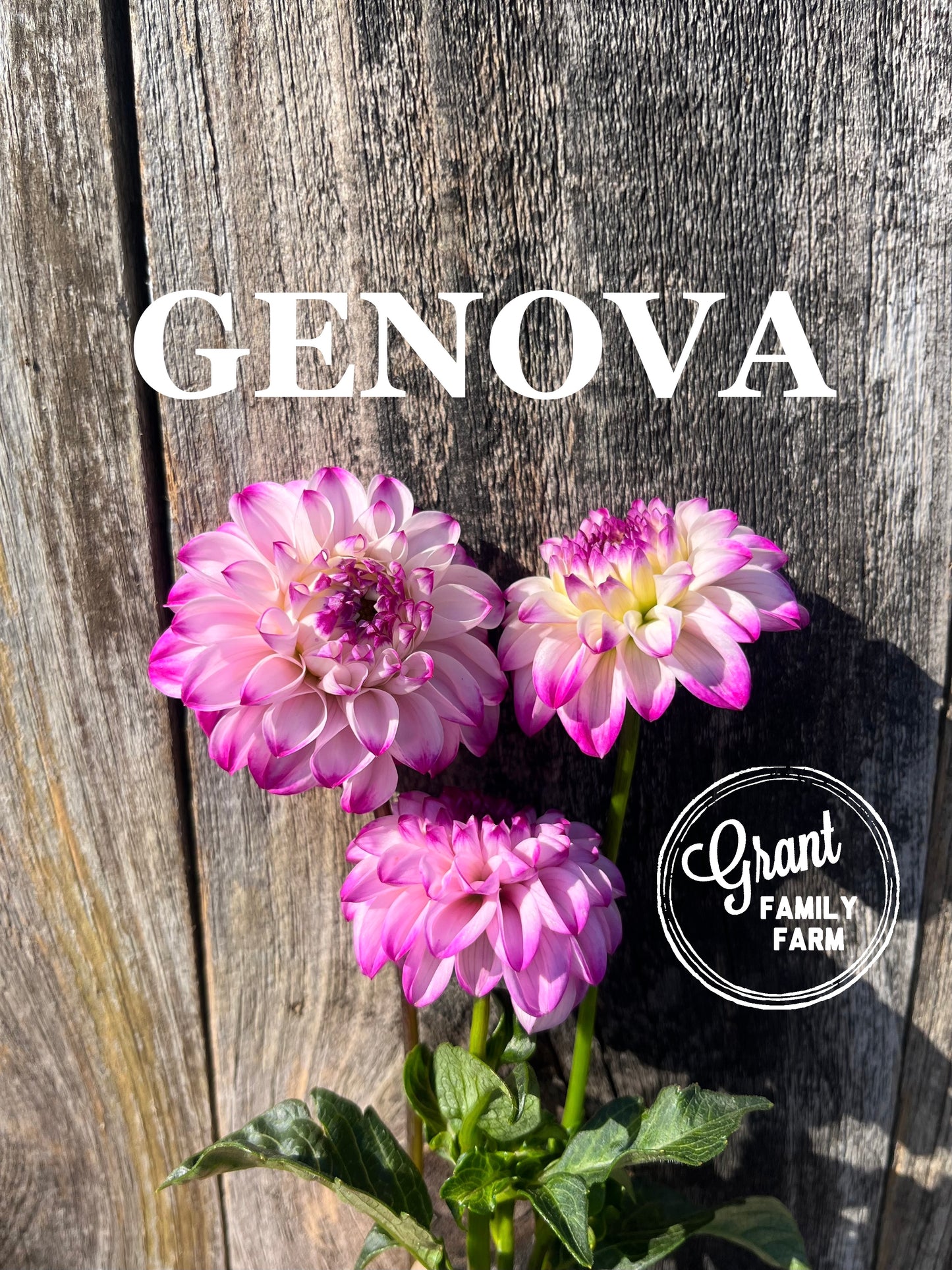 Genova