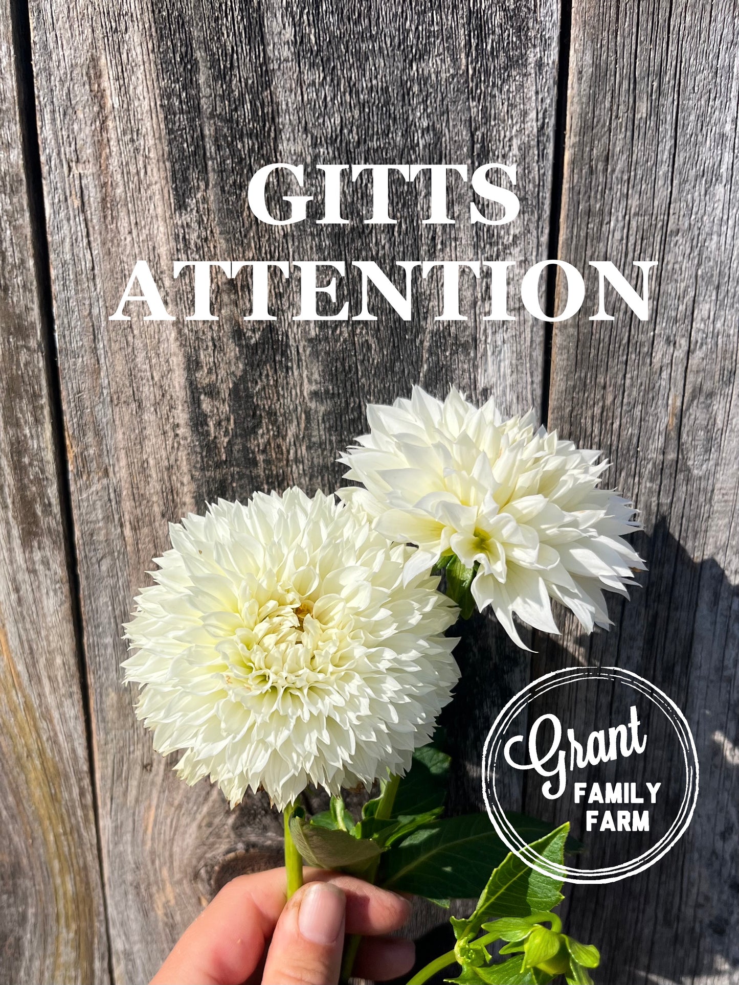 Gitts Attention