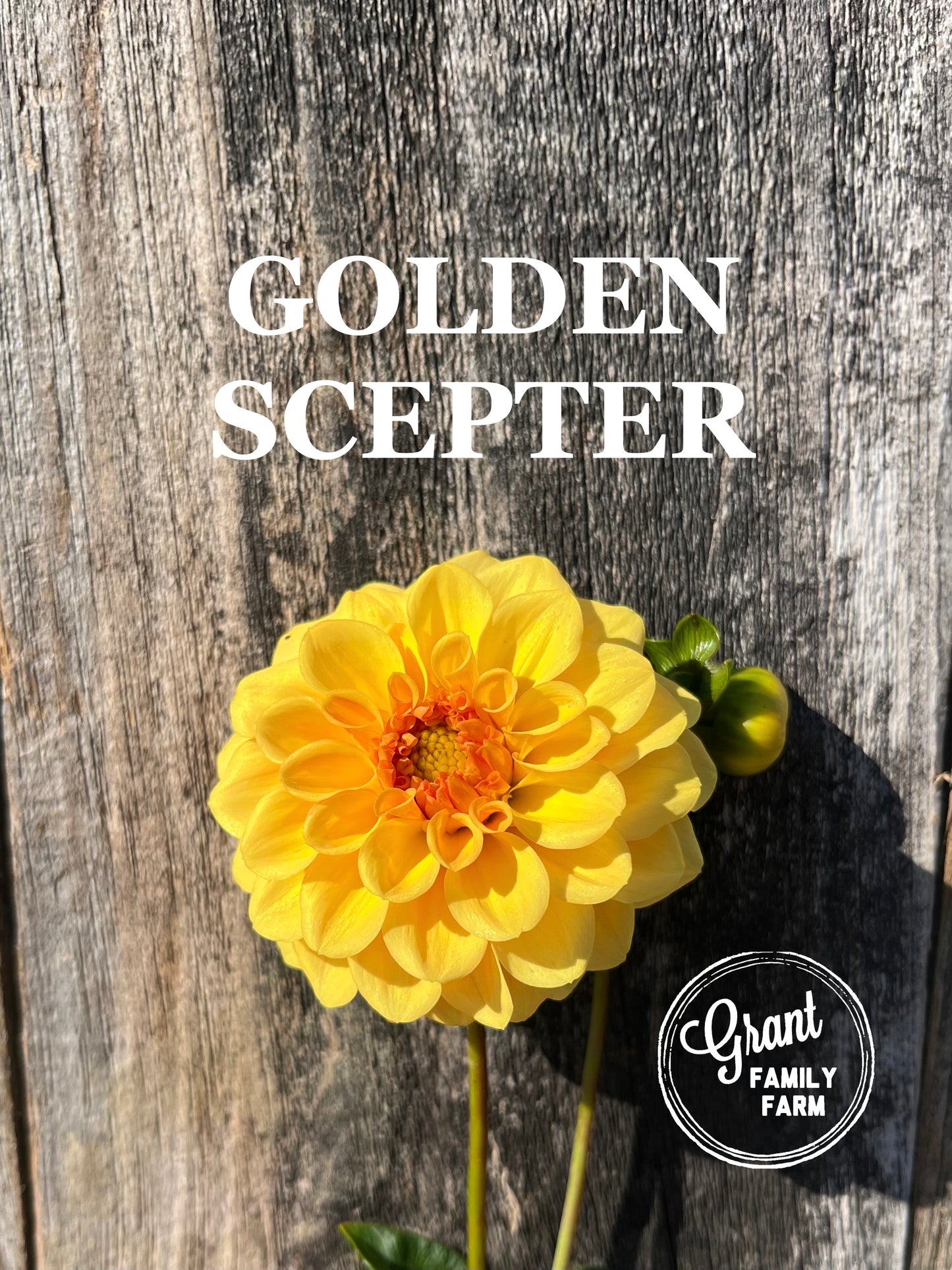 Golden Scepter