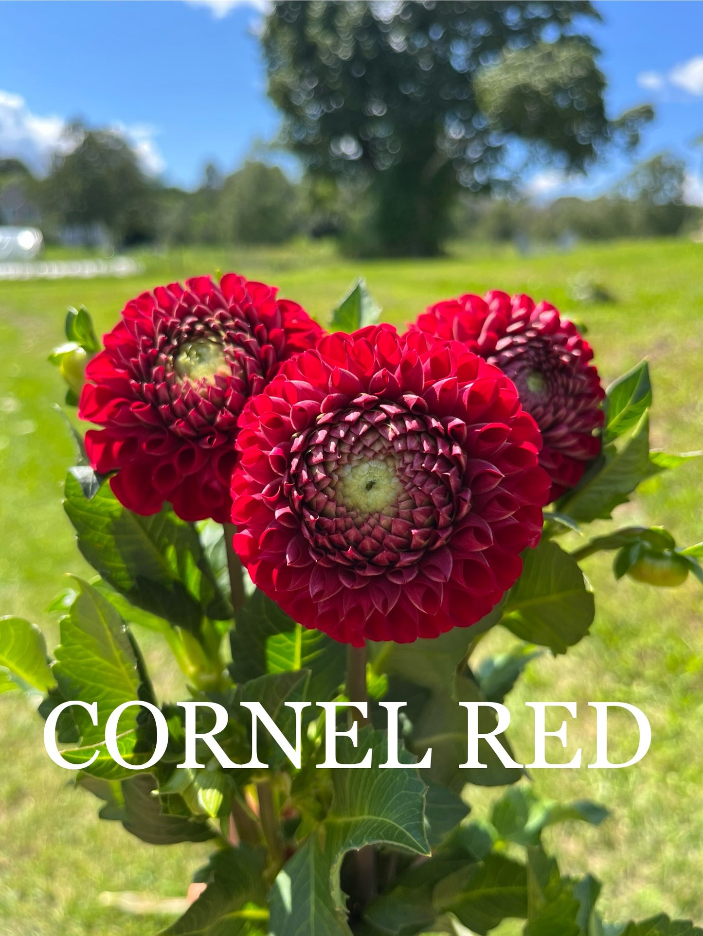 Cornel Red