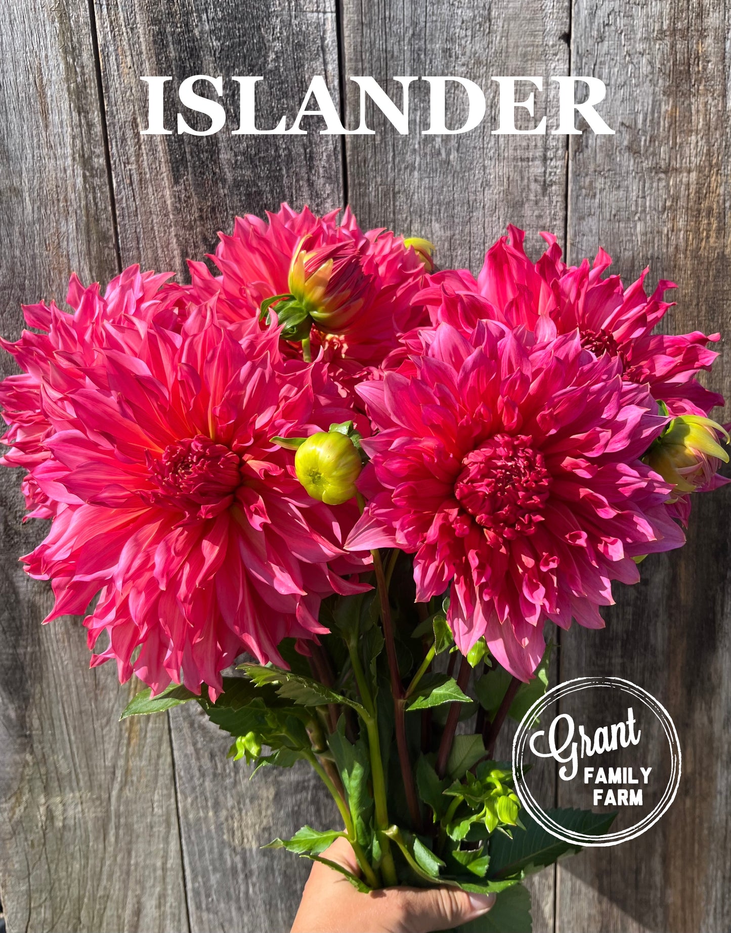 Islander
