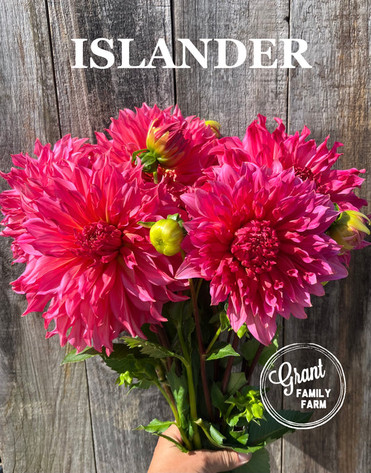 Islander