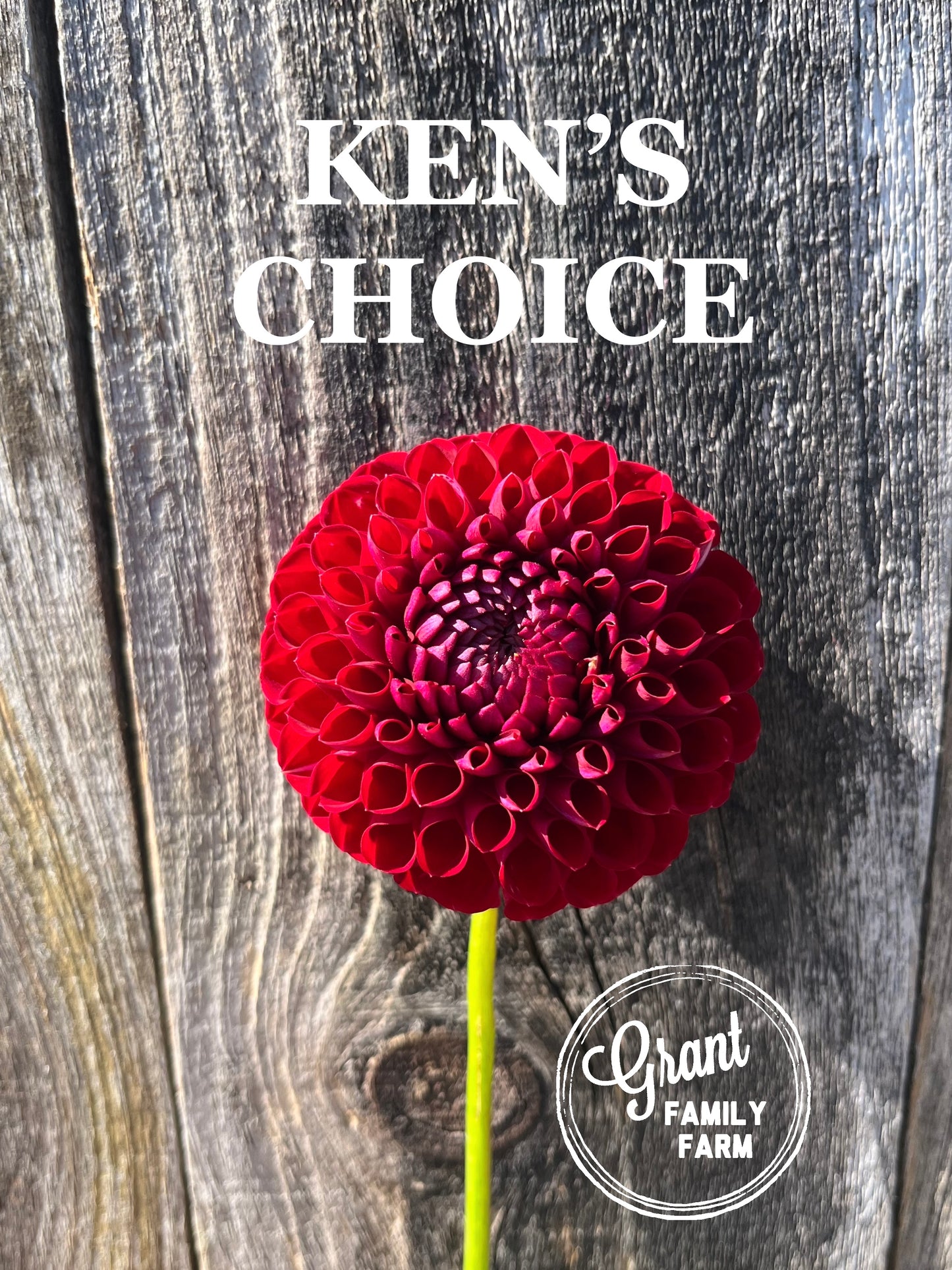 Ken's Choice