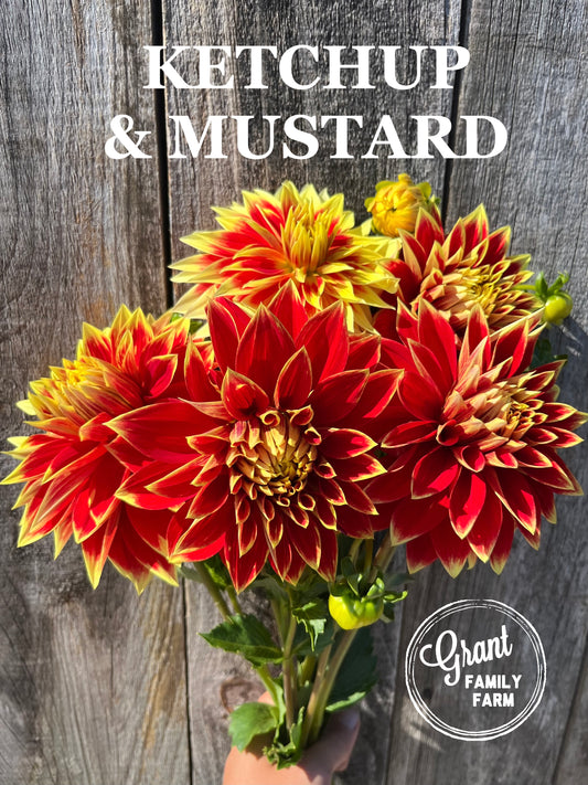 Ketchup & Mustard