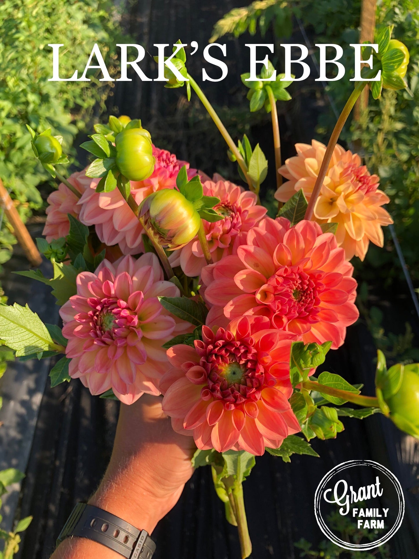 Lark's Ebbe