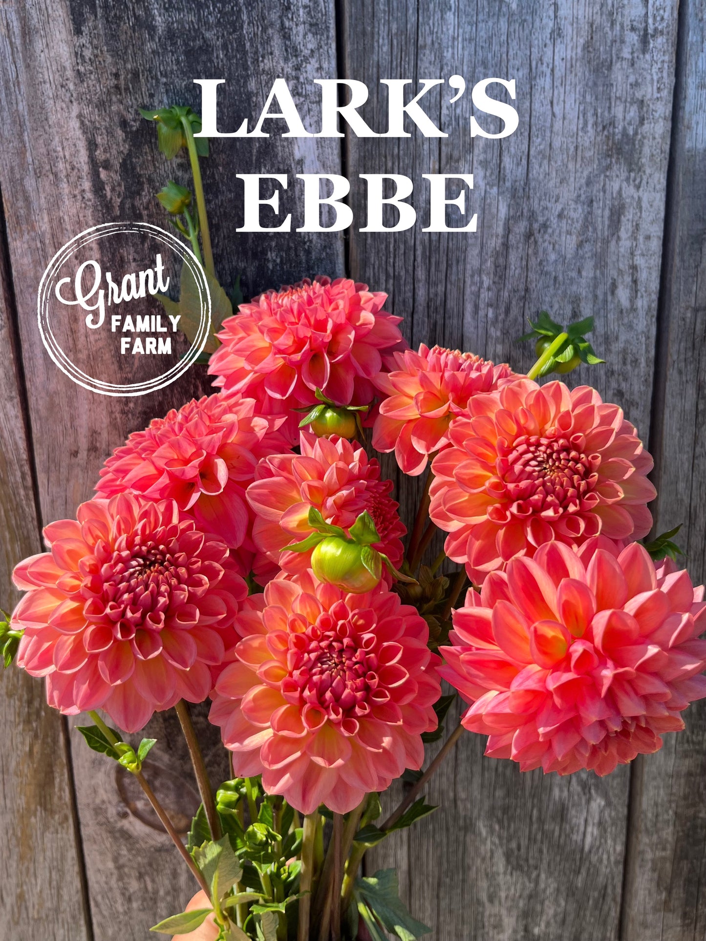 Lark's Ebbe