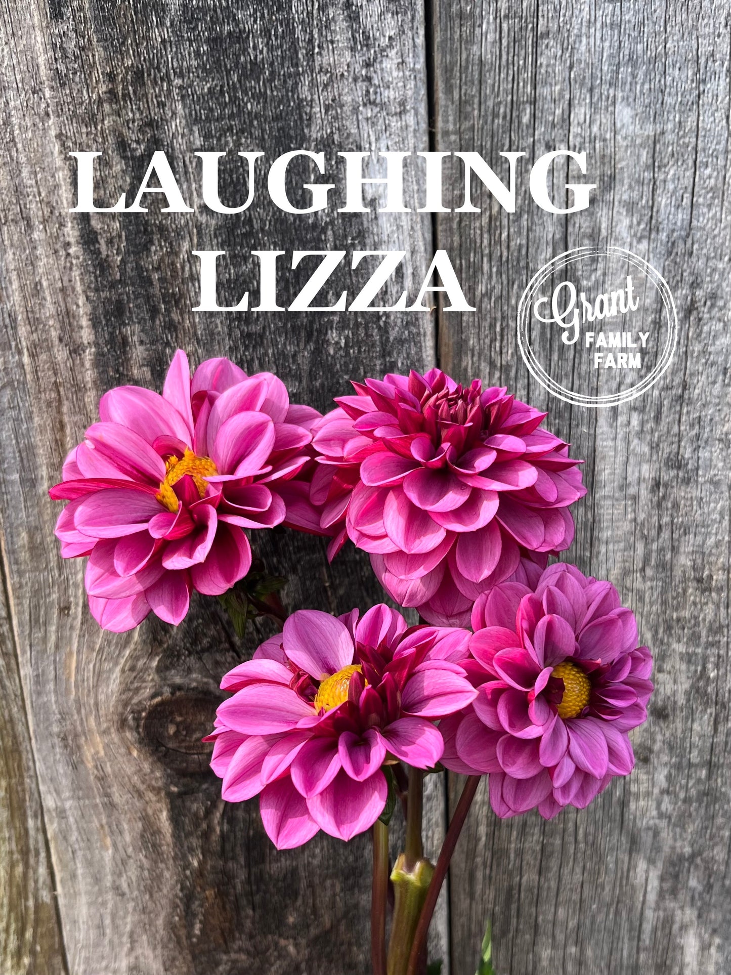 Laughing Lizza