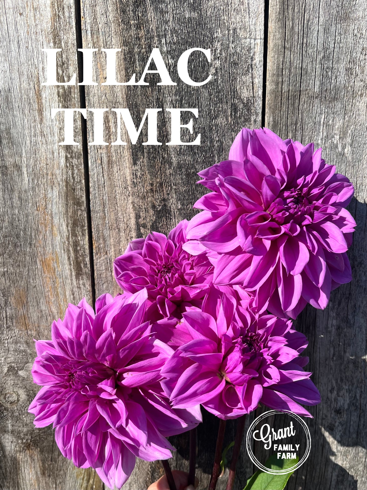 Lilac Time