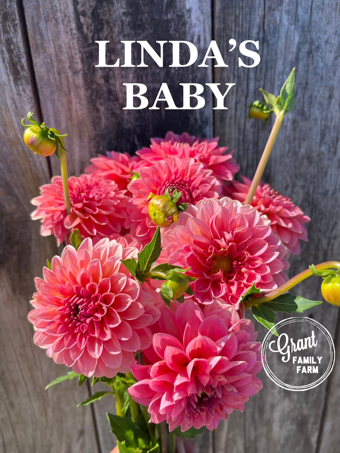 Linda's Baby