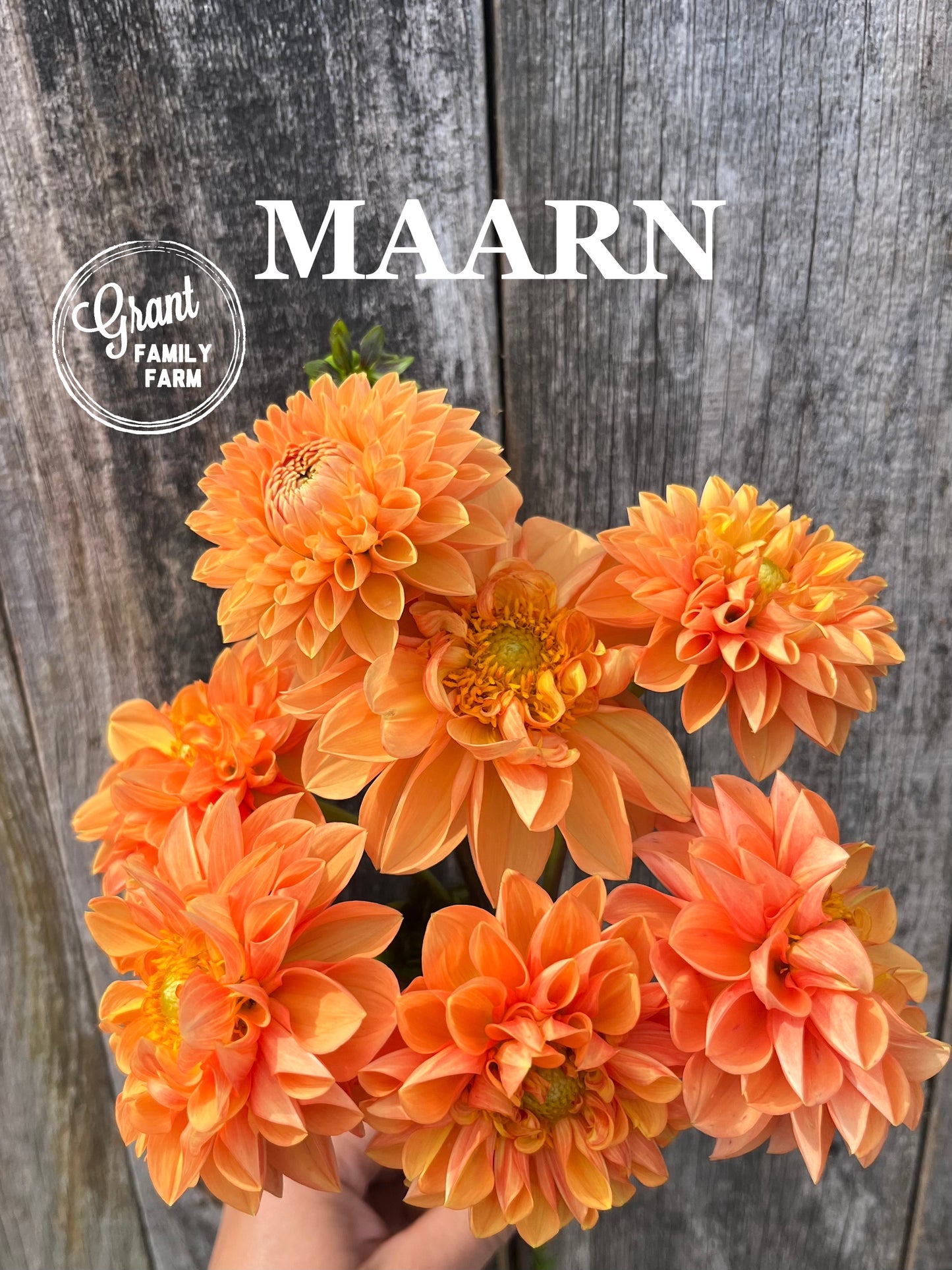 Maarn