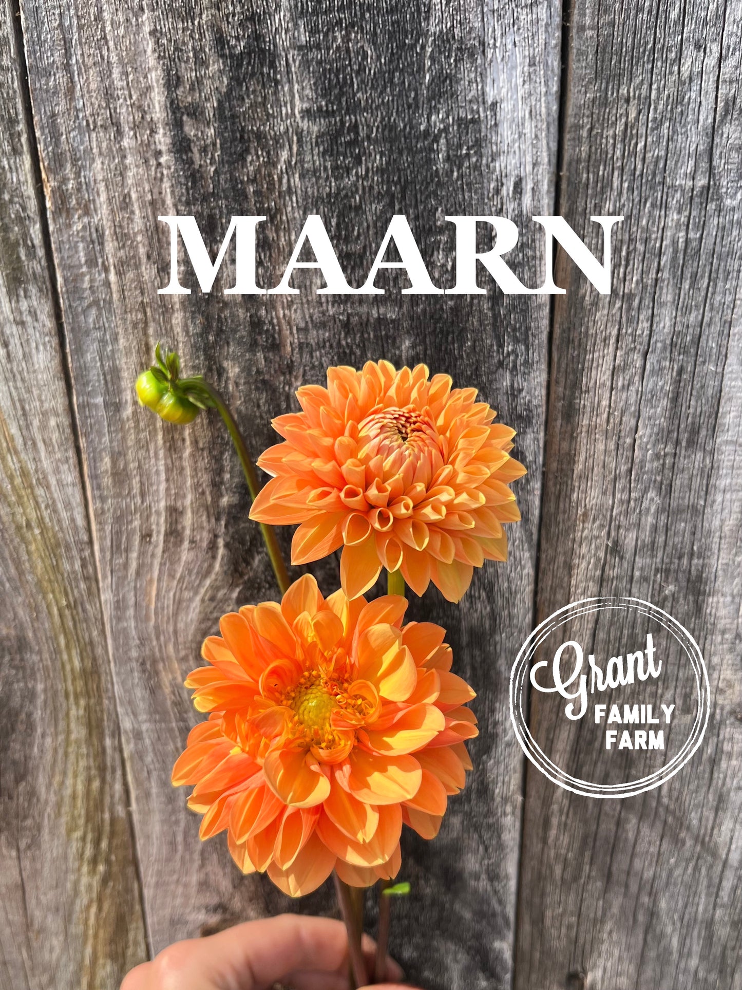 Maarn