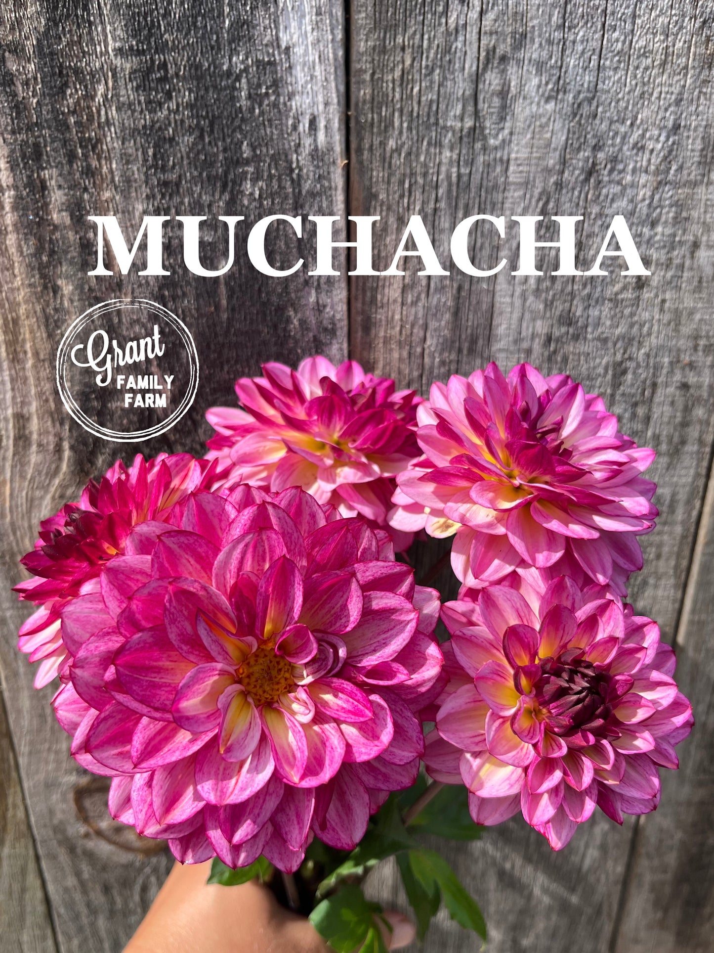 Muchacha