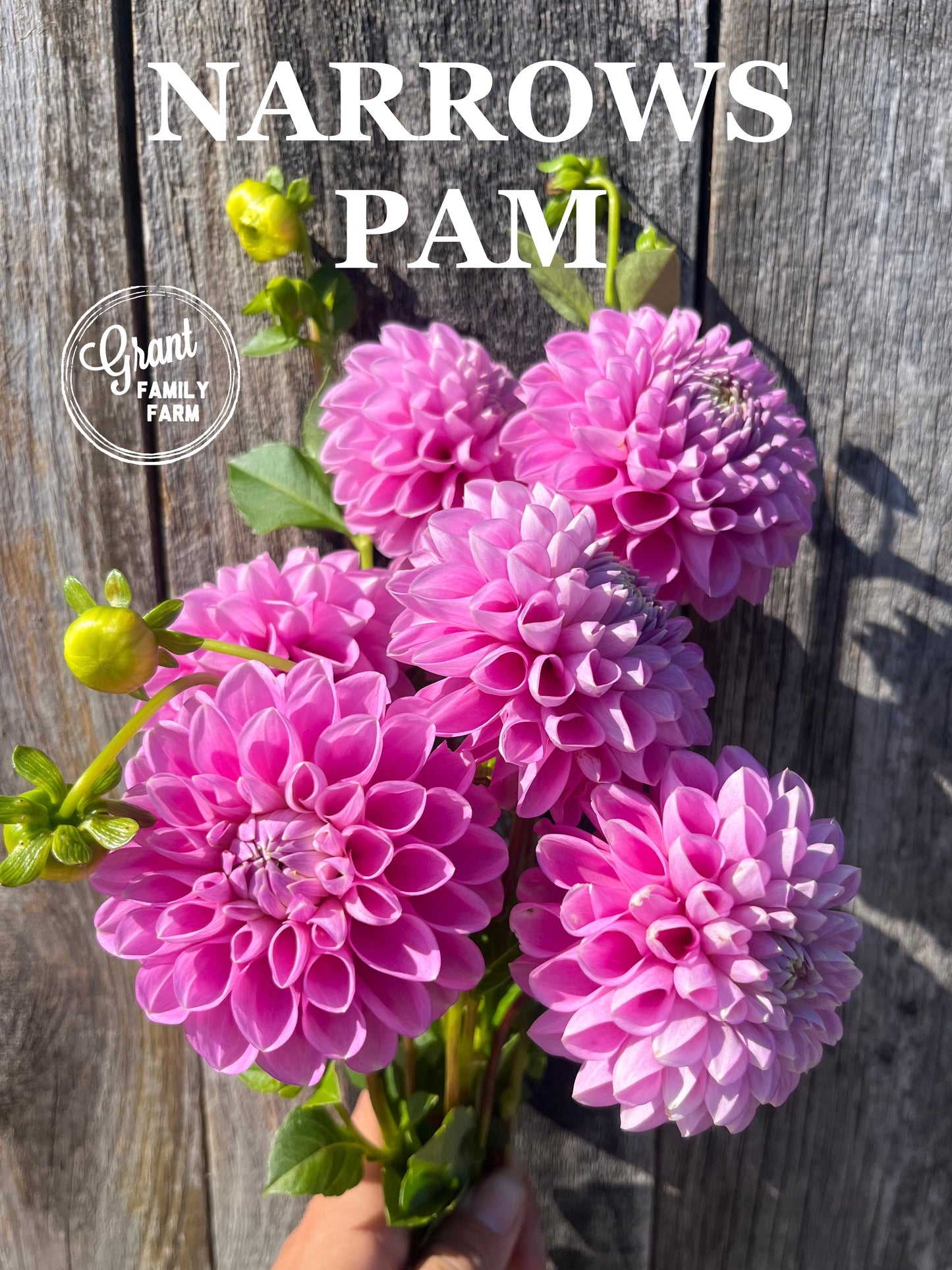 Narrows Pam