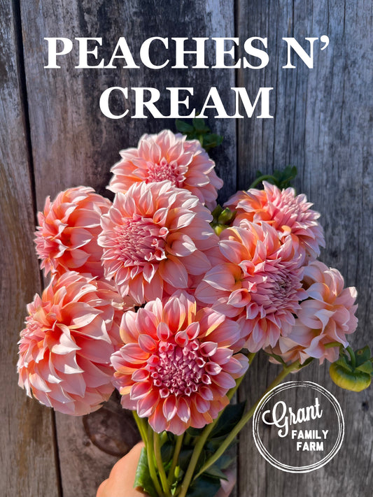 Peaches 'n Cream
