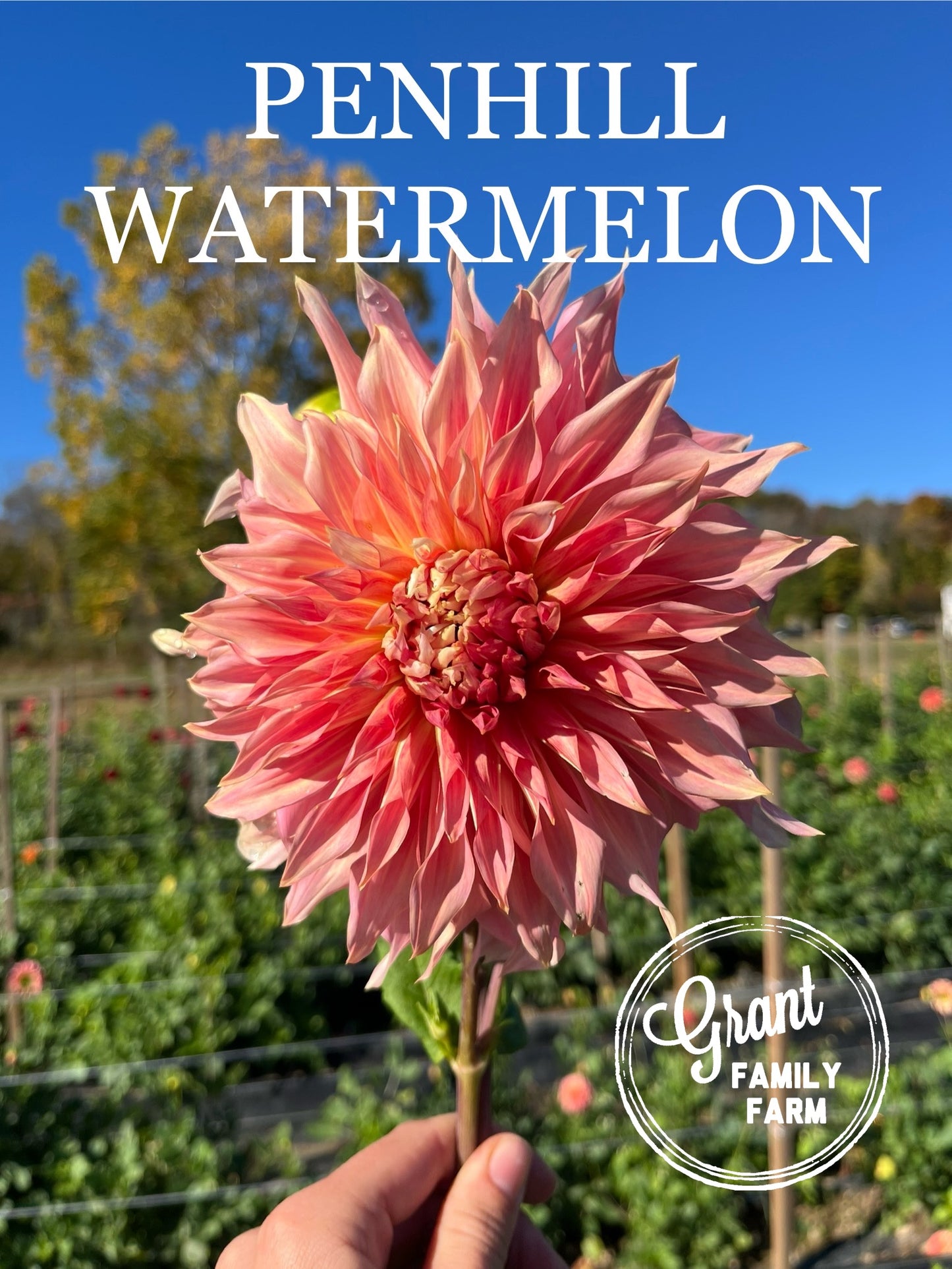 Penhill Watermelon
