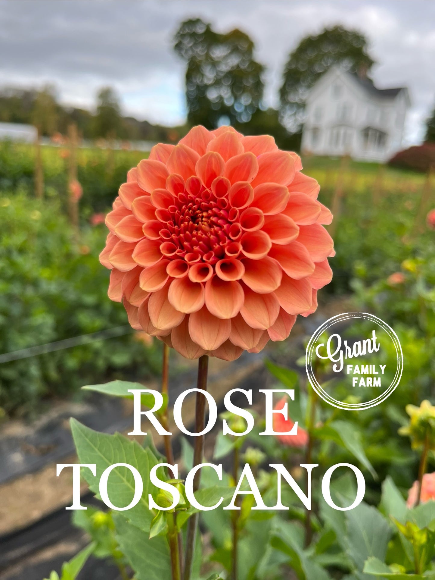 Rose Toscano