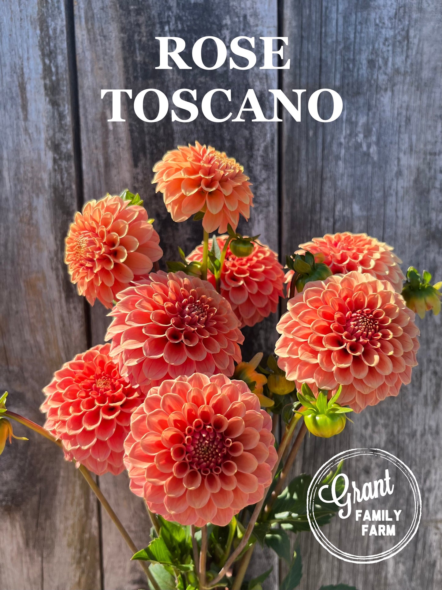 Rose Toscano