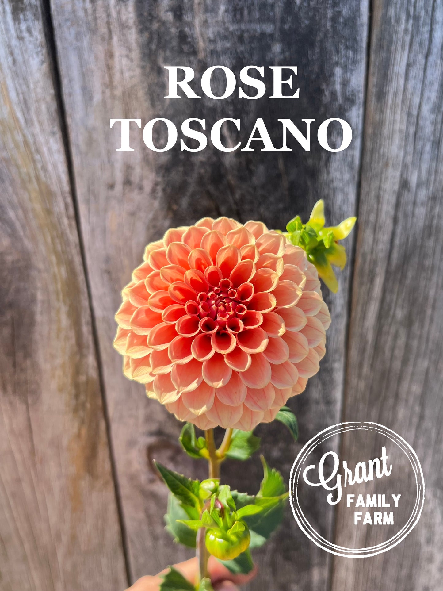 Rose Toscano