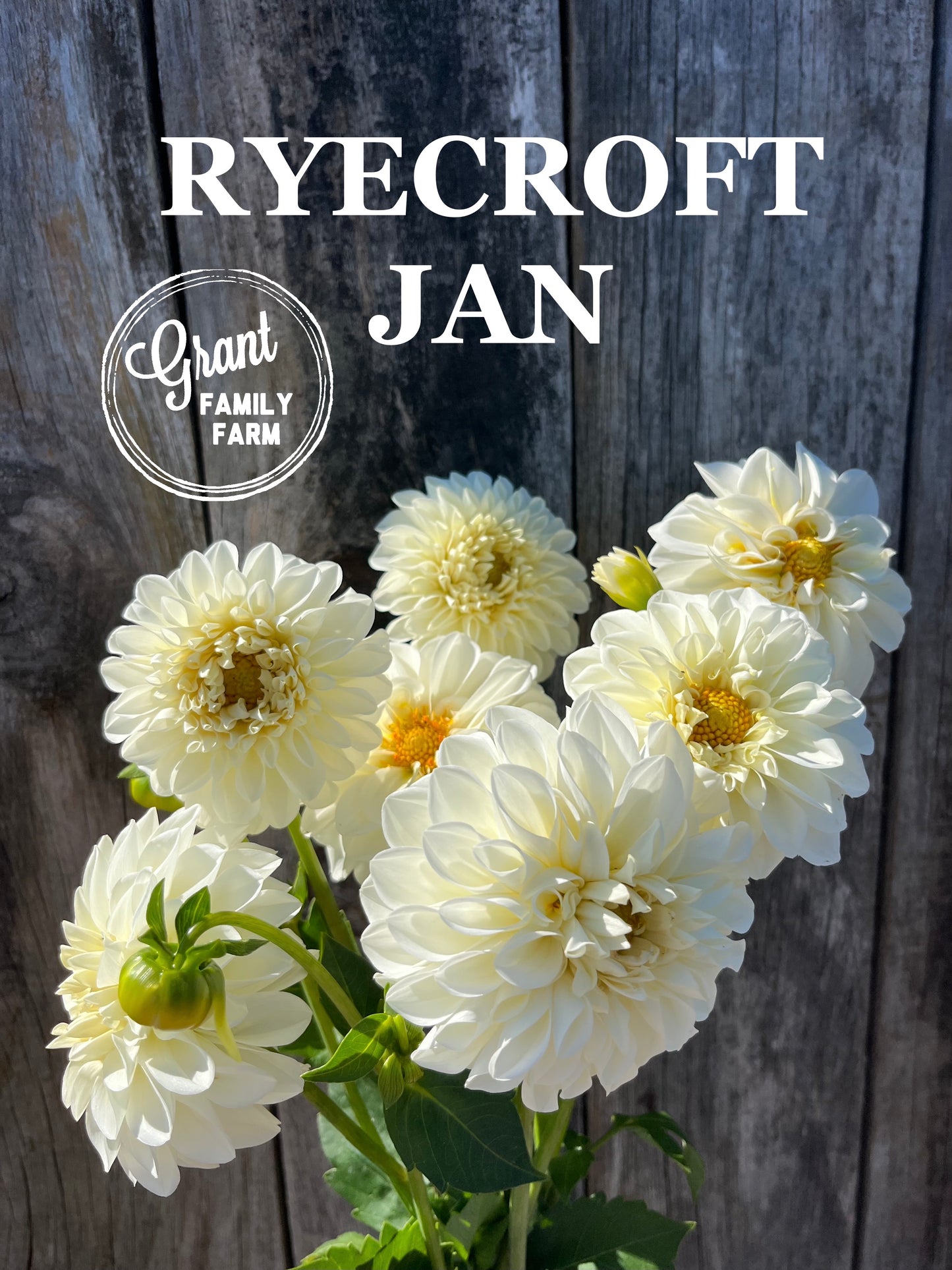 Ryecroft Jan