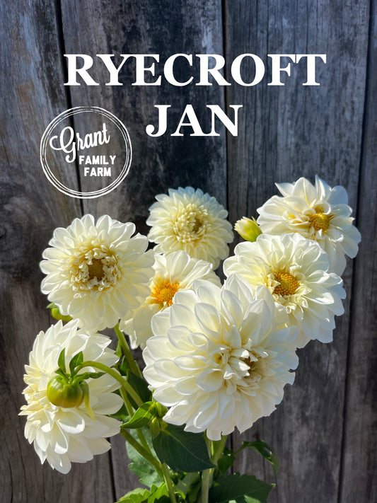 Ryecroft Jan