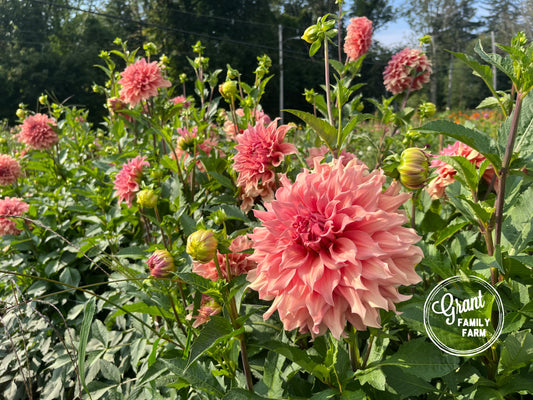 Sierra Glow Dinnerplate