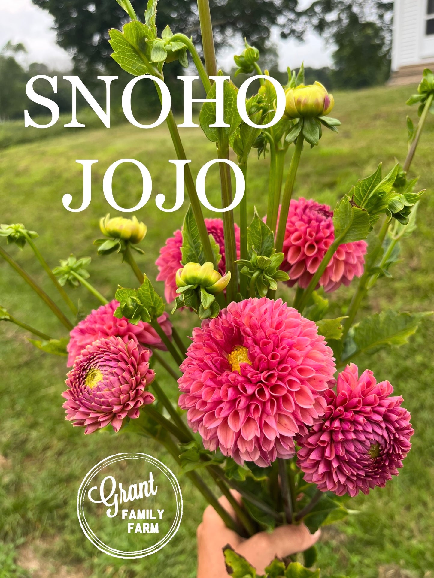 Snoho Jojo